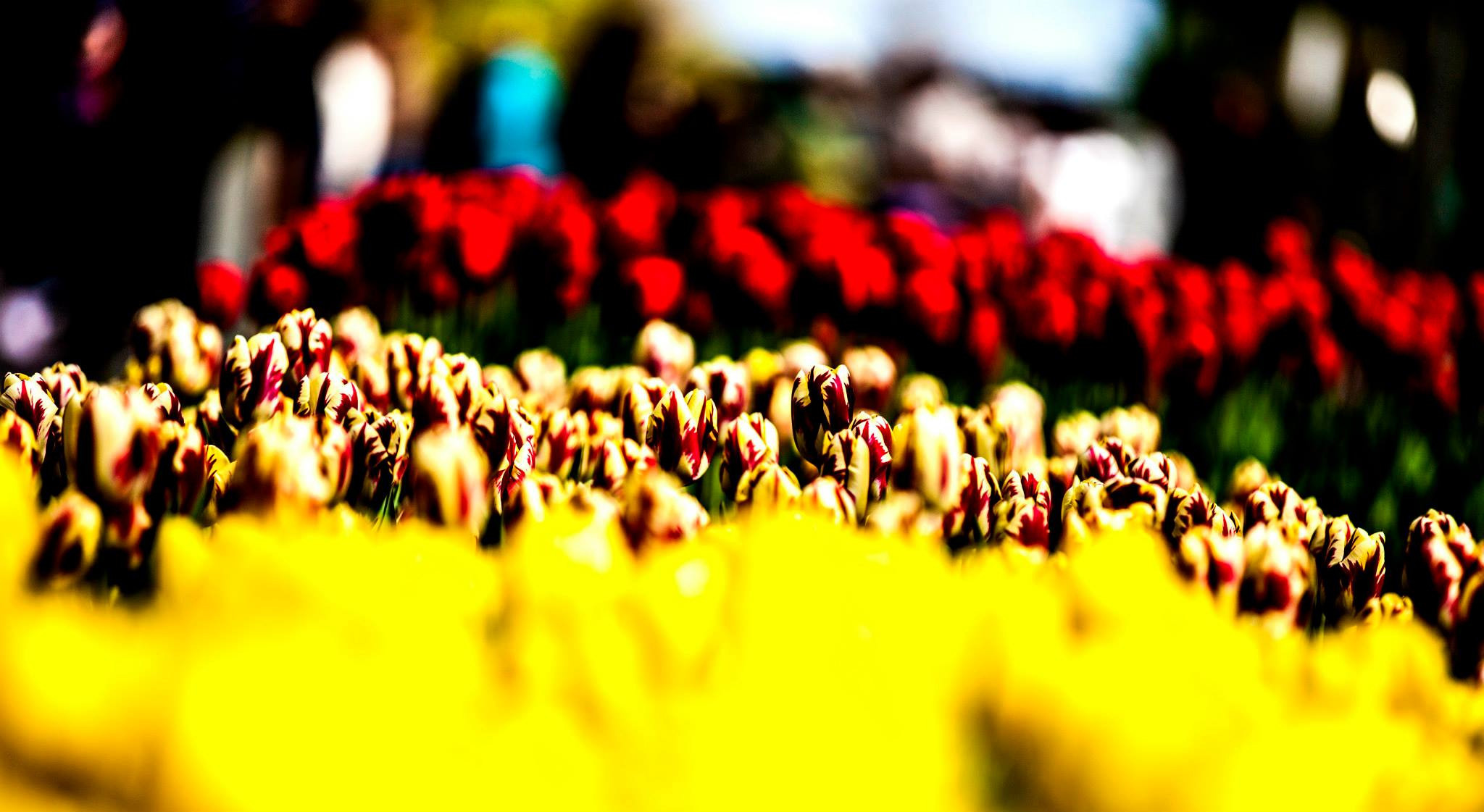 12.Keukenhof — 8 000 000…. Путешествия в формате 360......