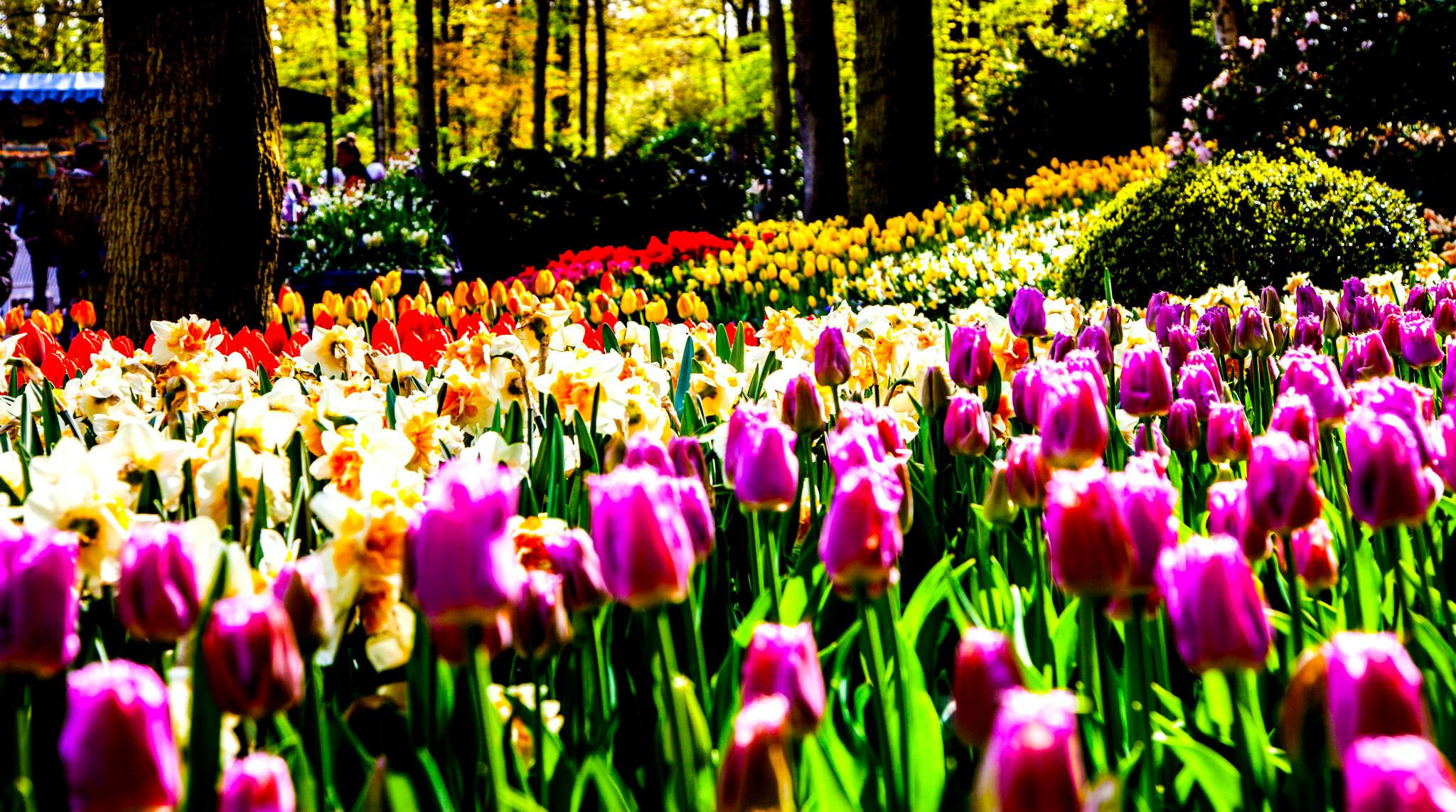12.Keukenhof — 8 000 000…. Путешествия в формате 360......