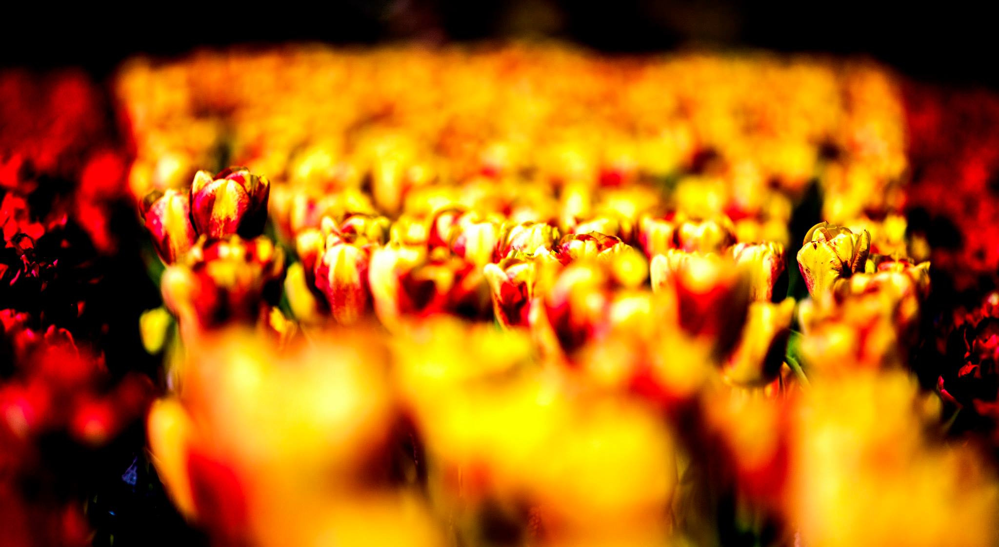 12.Keukenhof — 8 000 000…. Путешествия в формате 360......