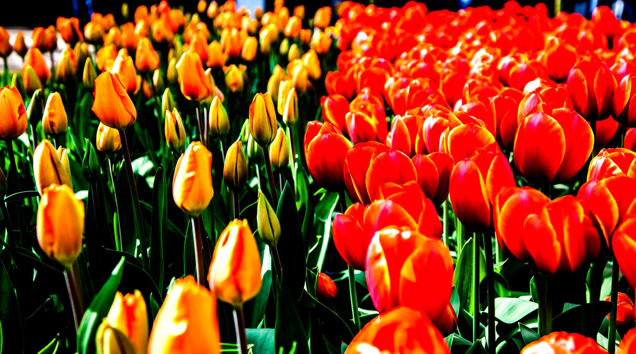 12.Keukenhof — 8 000 000…. Путешествия в формате 360......