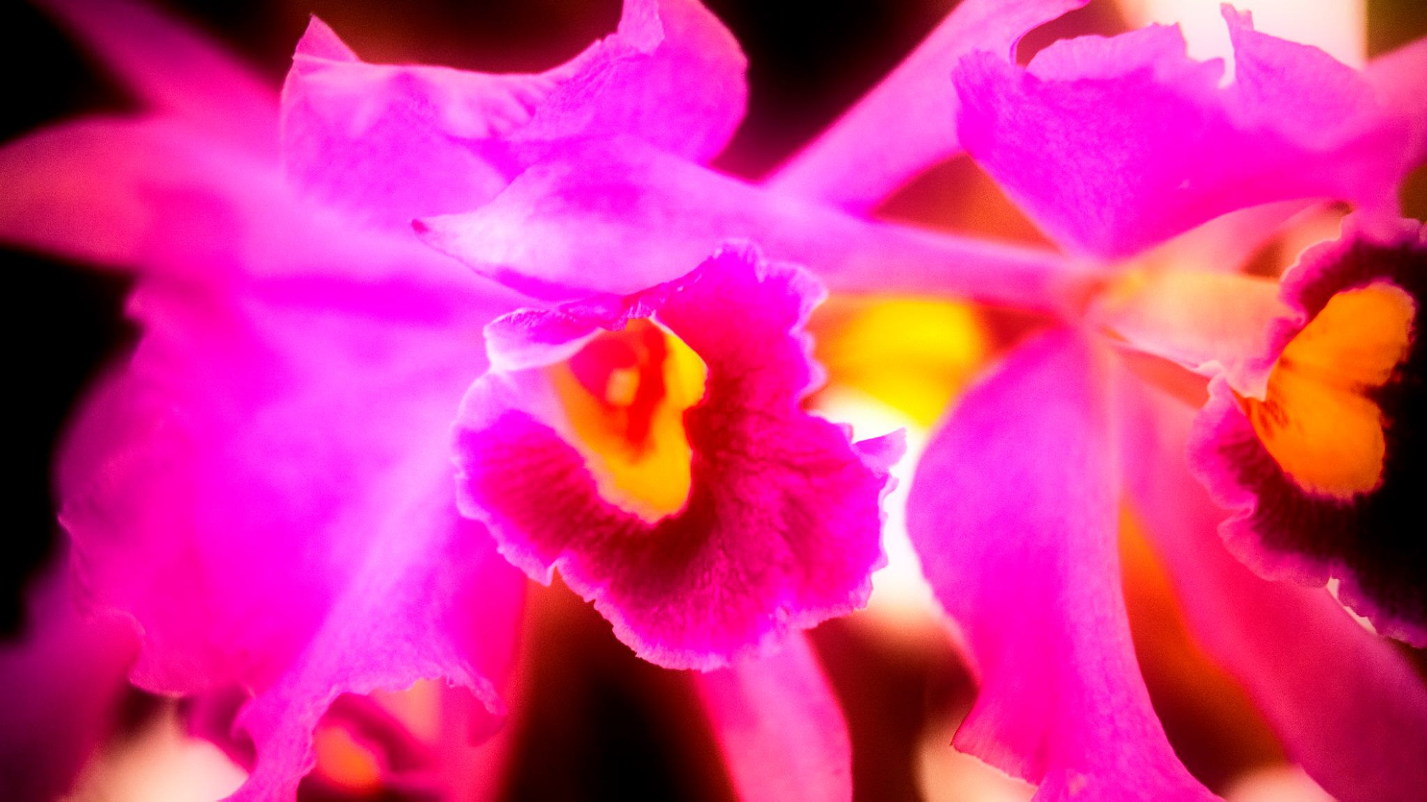 23.Orchids.Drezden. Путешествия в формате 360......