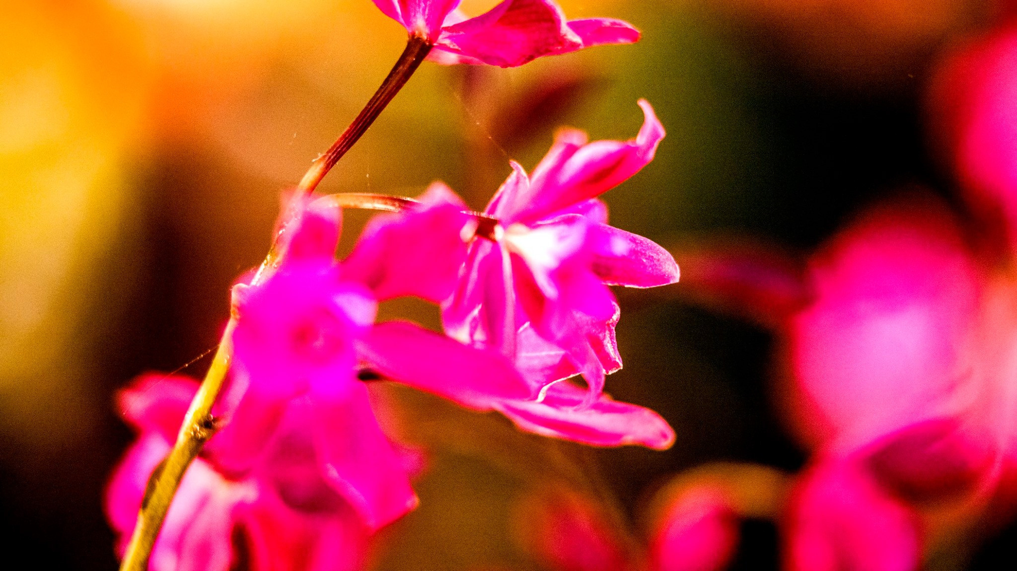 23.Orchids.Drezden. Путешествия в формате 360......