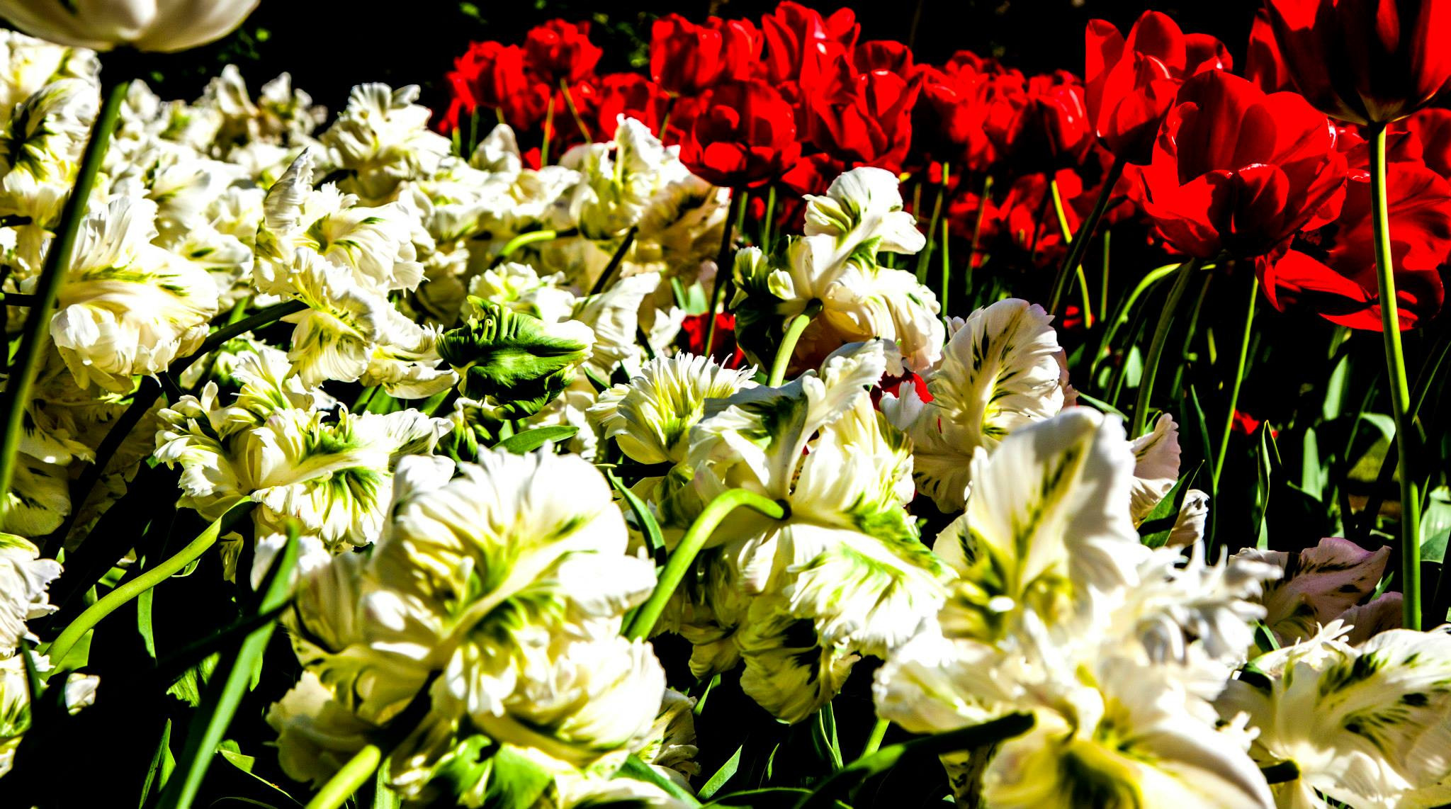 12.Keukenhof — 8 000 000…. Путешествия в формате 360......