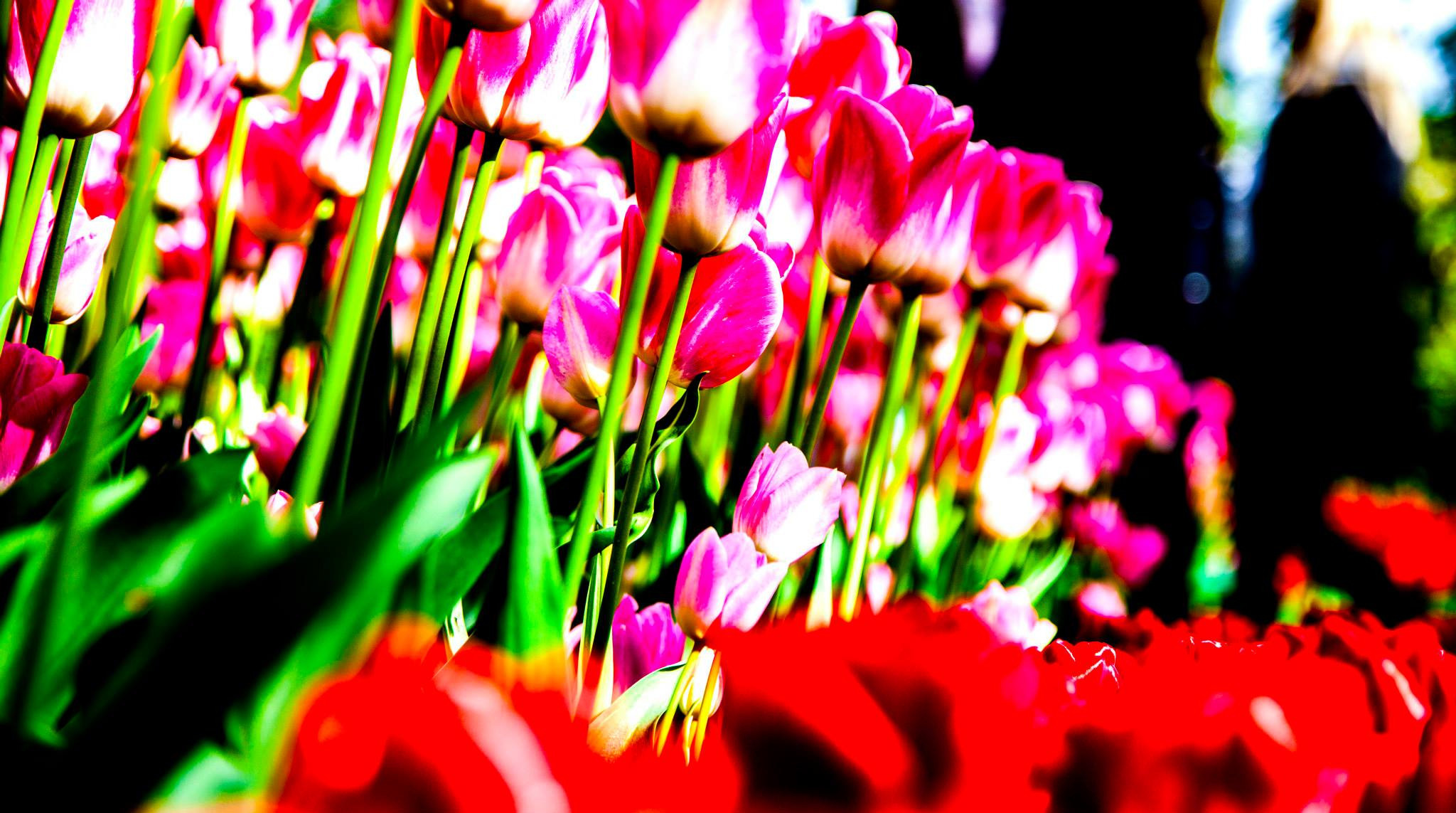 12.Keukenhof — 8 000 000…. Путешествия в формате 360......