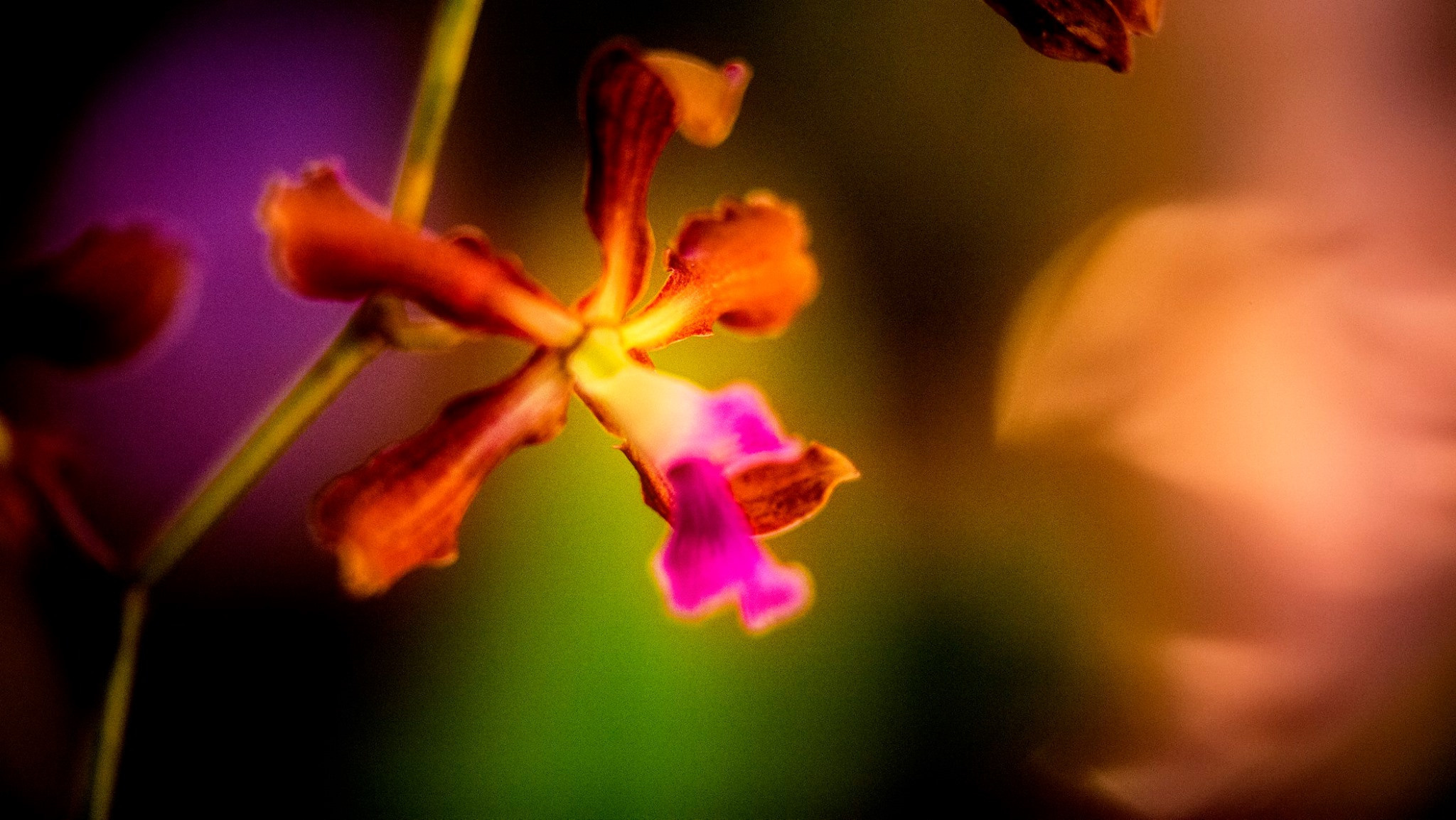 23.Orchids.Drezden. Путешествия в формате 360......