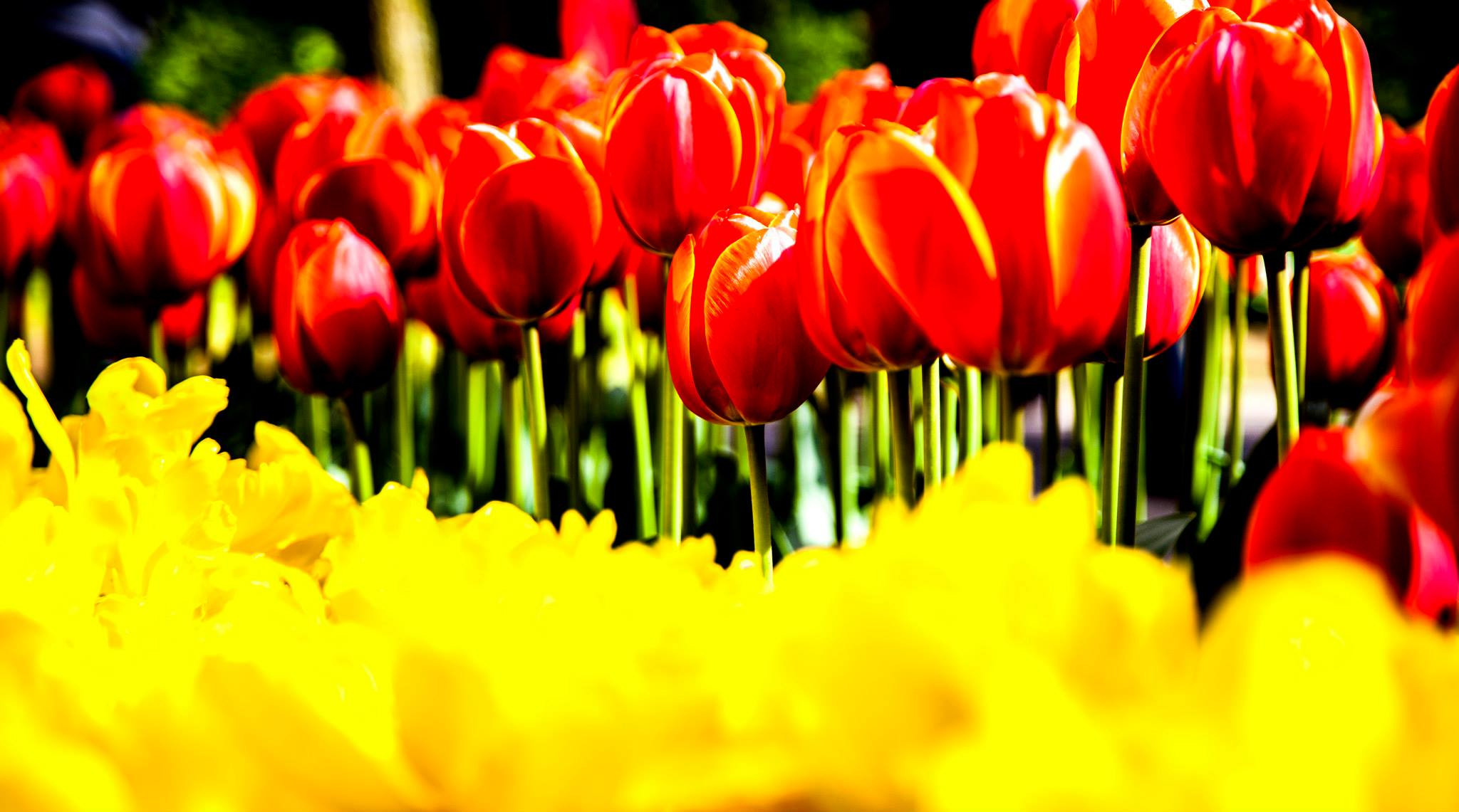12.Keukenhof — 8 000 000…. Путешествия в формате 360......