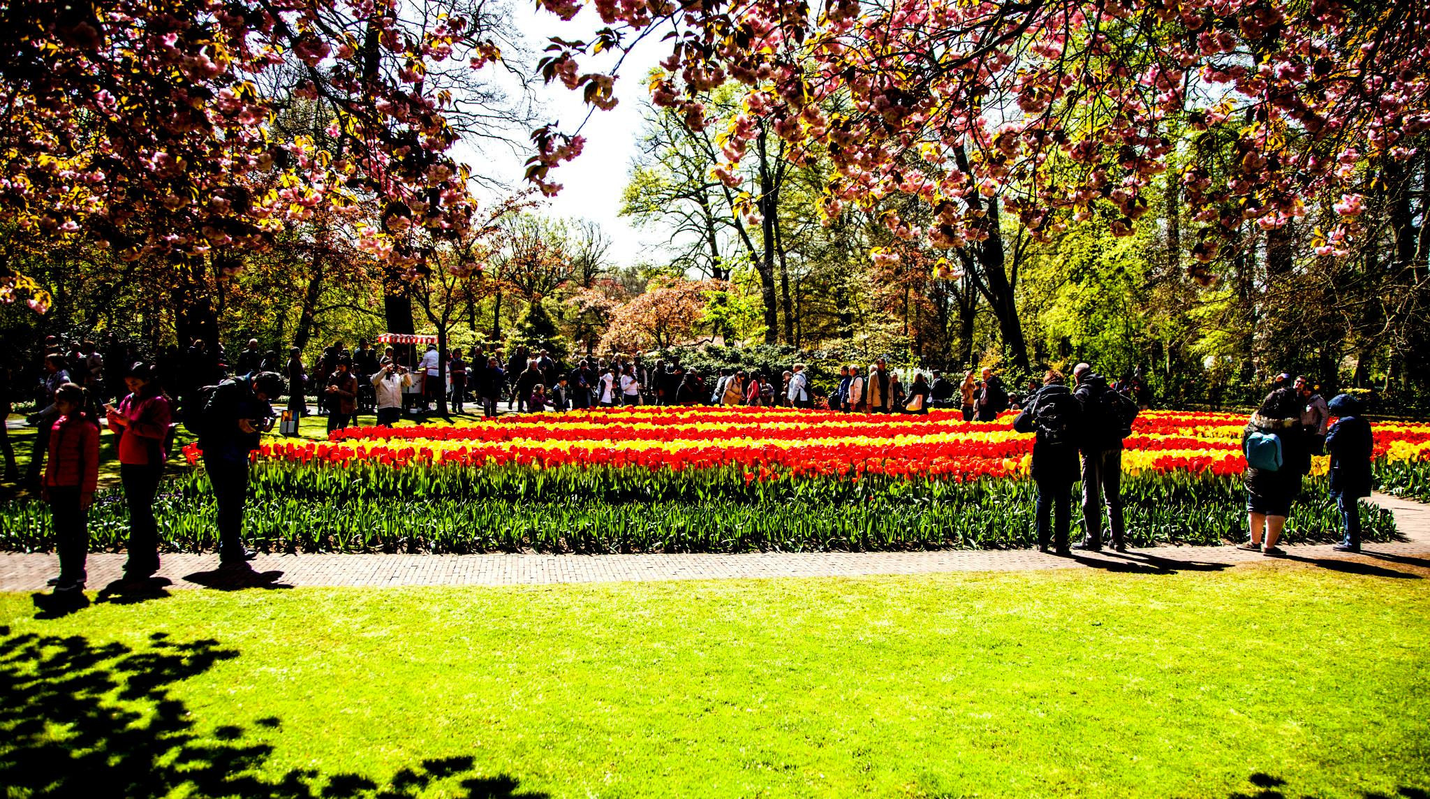 12.Keukenhof — 8 000 000…. Путешествия в формате 360......