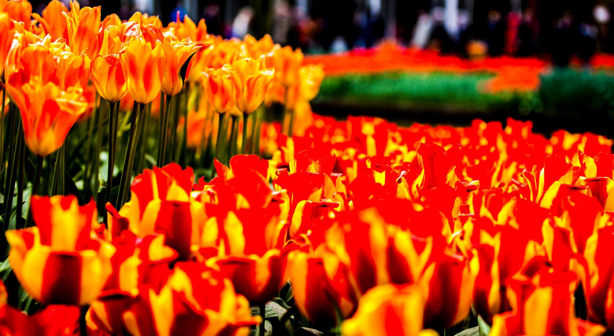 12.Keukenhof — 8 000 000…. Путешествия в формате 360......