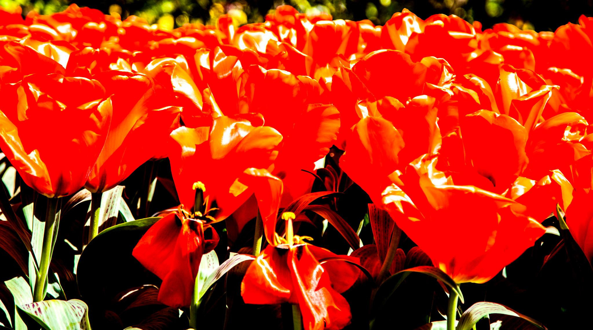 12.Keukenhof — 8 000 000…. Путешествия в формате 360......