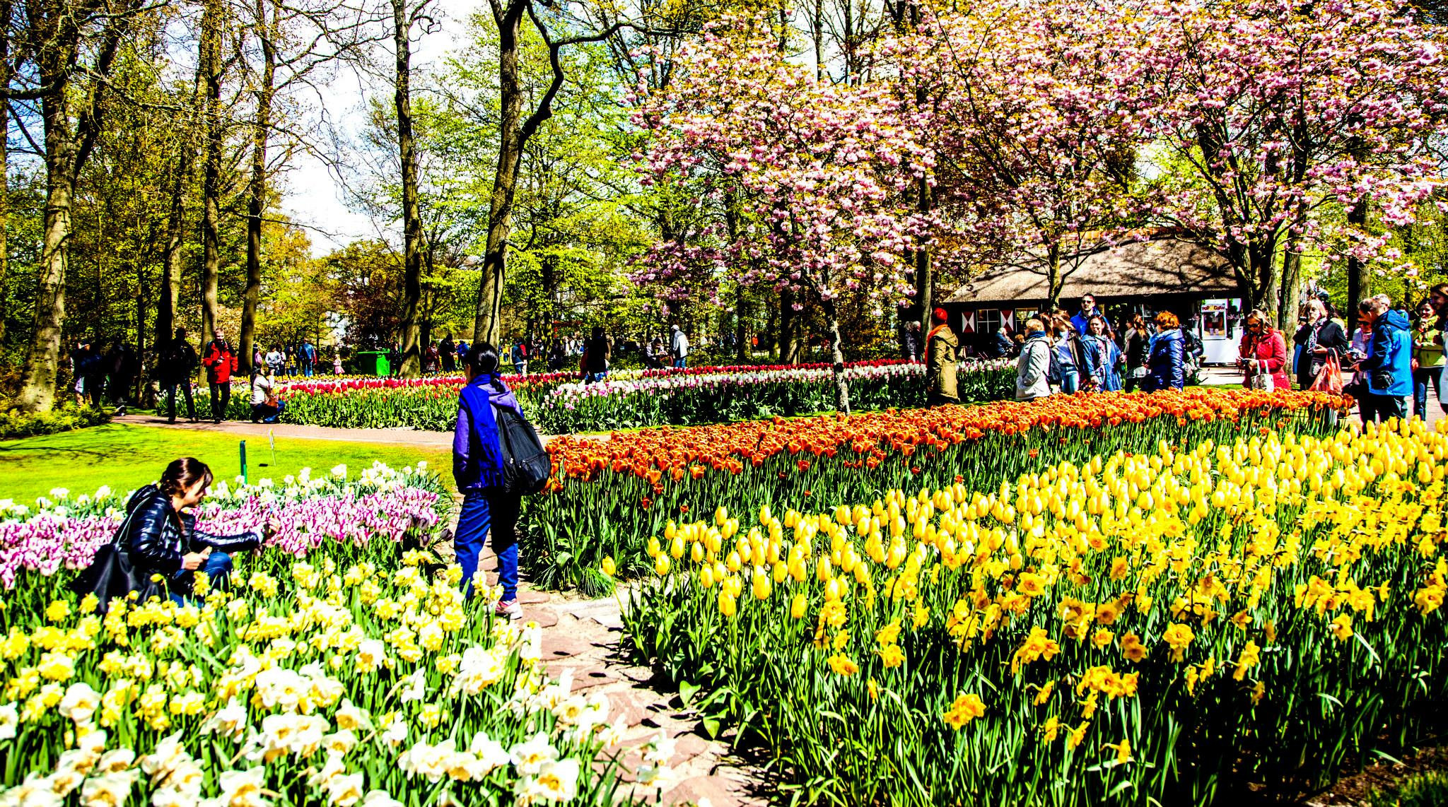 12.Keukenhof — 8 000 000…. Путешествия в формате 360......