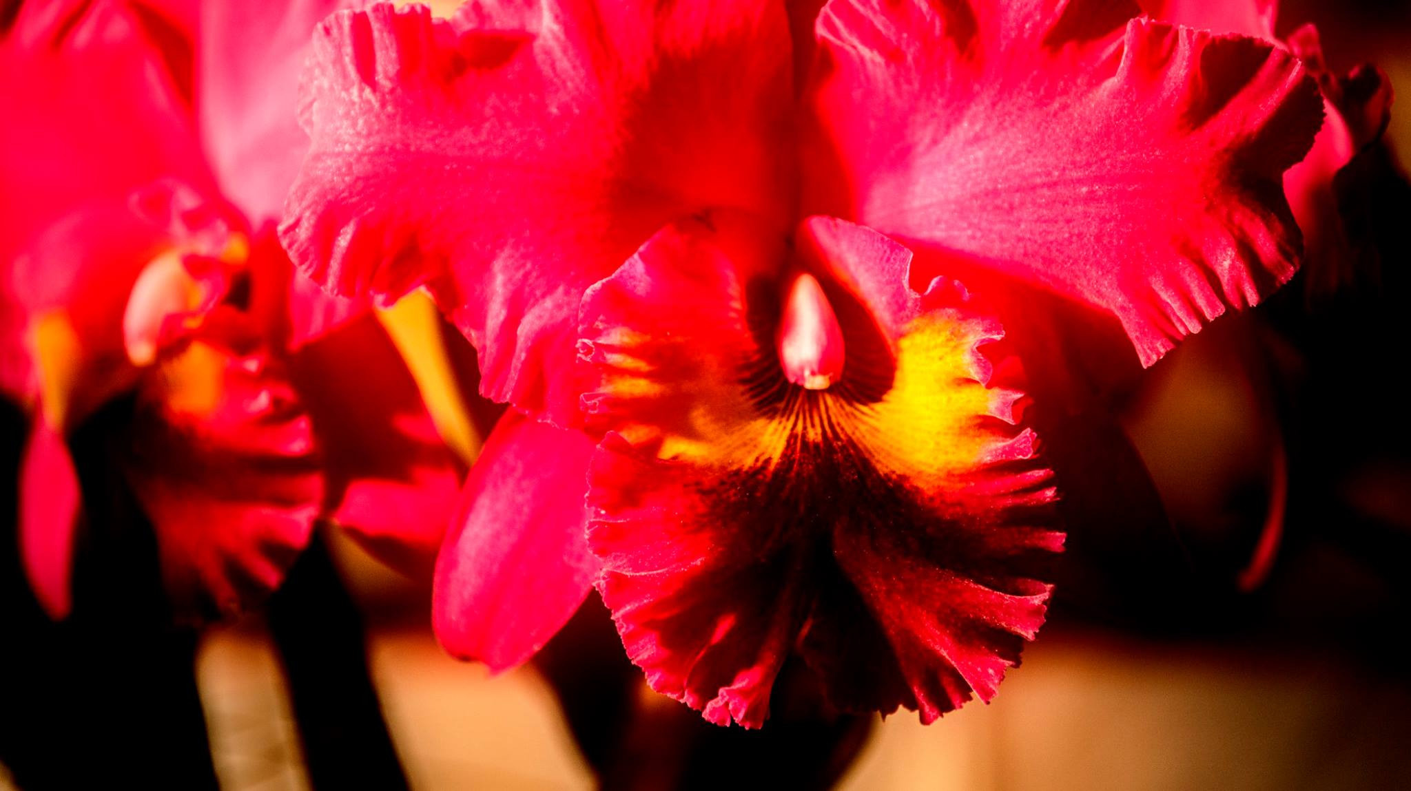 23.Orchids.Drezden. Путешествия в формате 360......