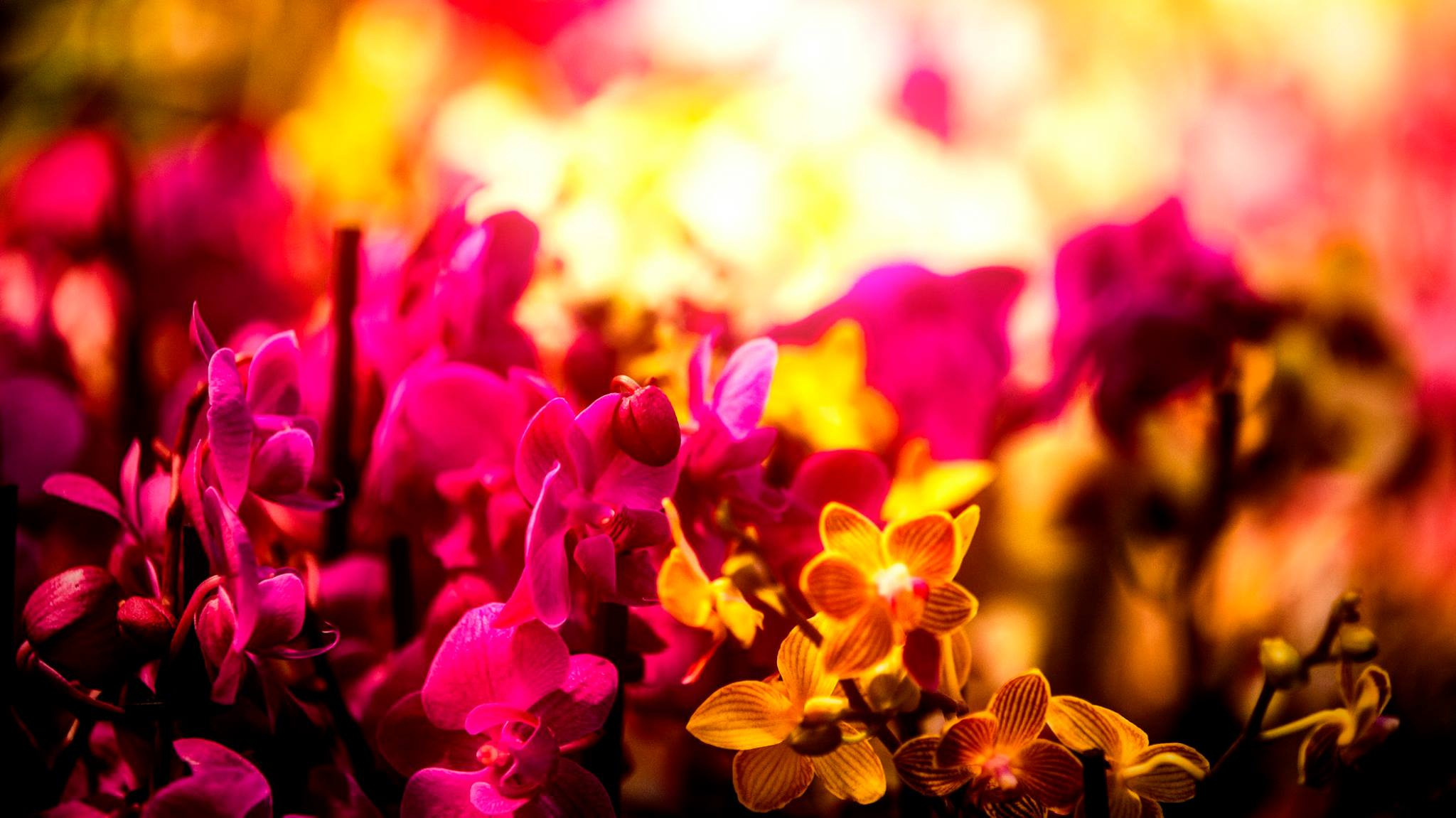 23.Orchids.Drezden. Путешествия в формате 360......