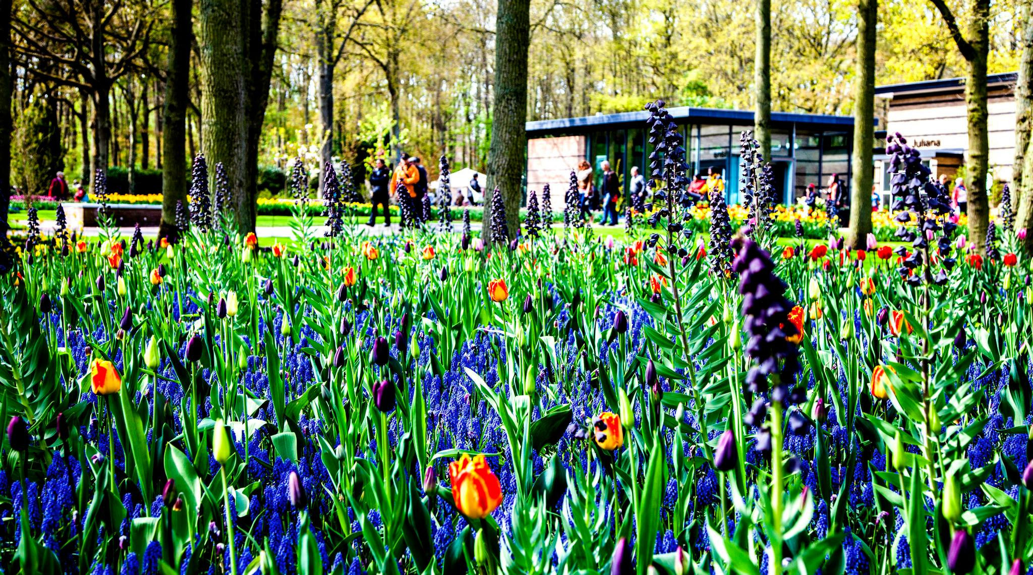 12.Keukenhof — 8 000 000…. Путешествия в формате 360......