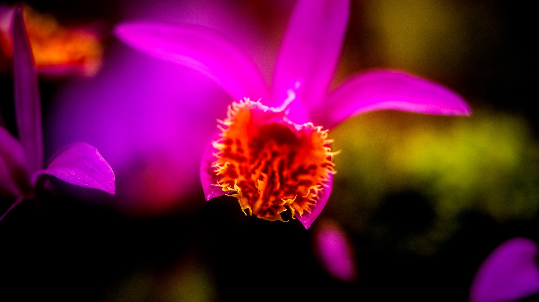 23.Orchids.Drezden. Путешествия в формате 360......