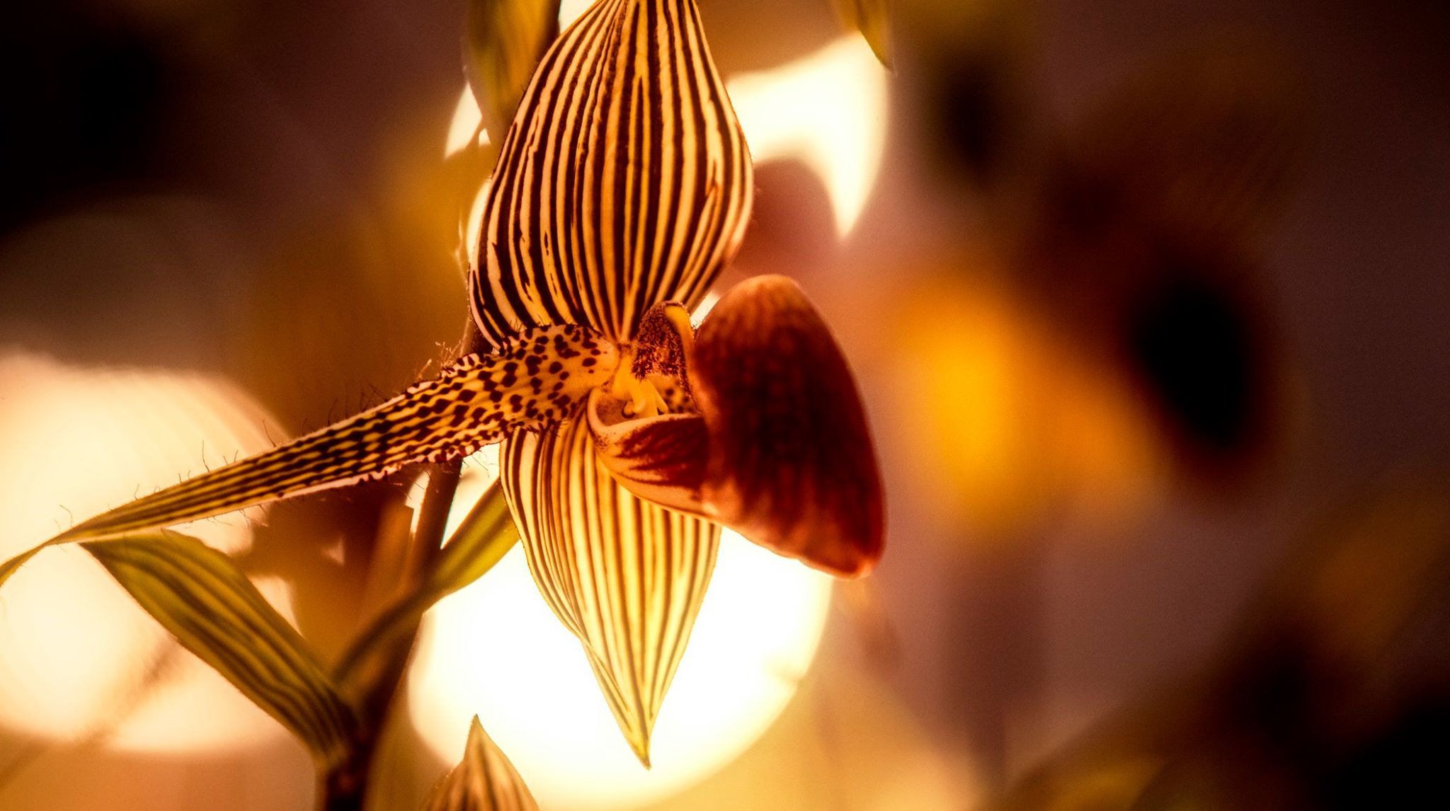 23.Orchids.Drezden. Путешествия в формате 360......