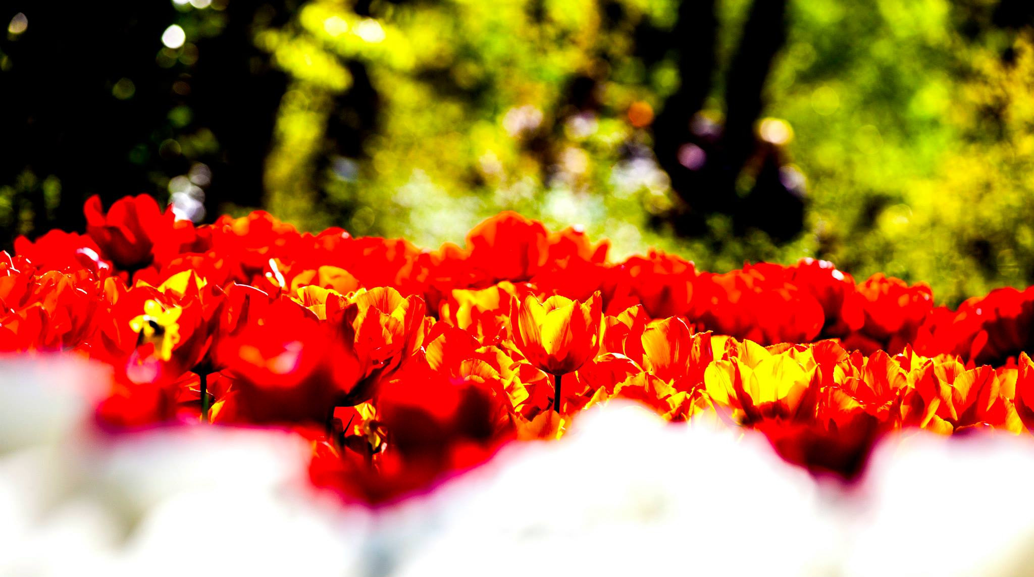 12.Keukenhof — 8 000 000…. Путешествия в формате 360......