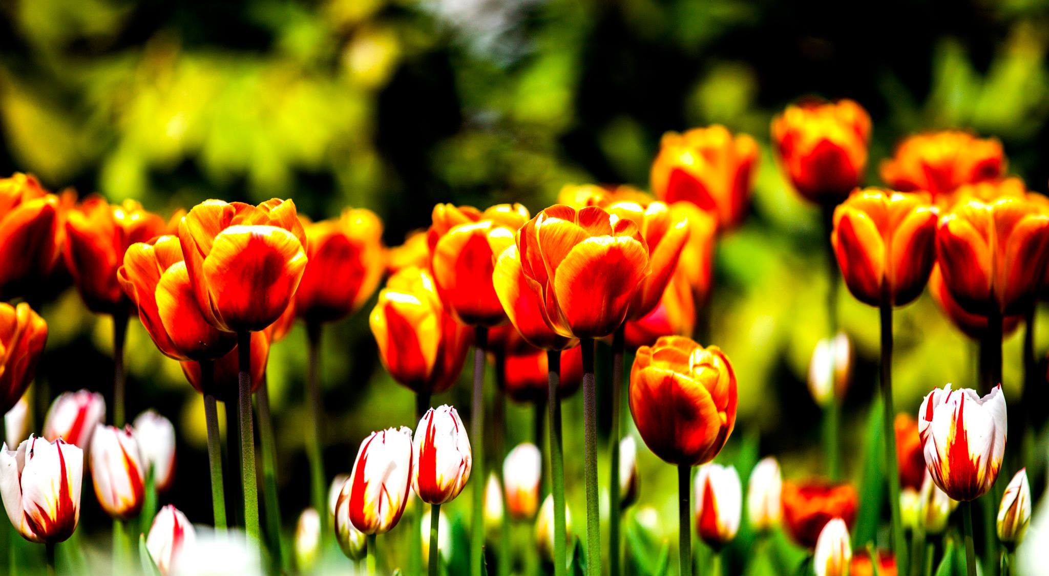 12.Keukenhof — 8 000 000…. Путешествия в формате 360......