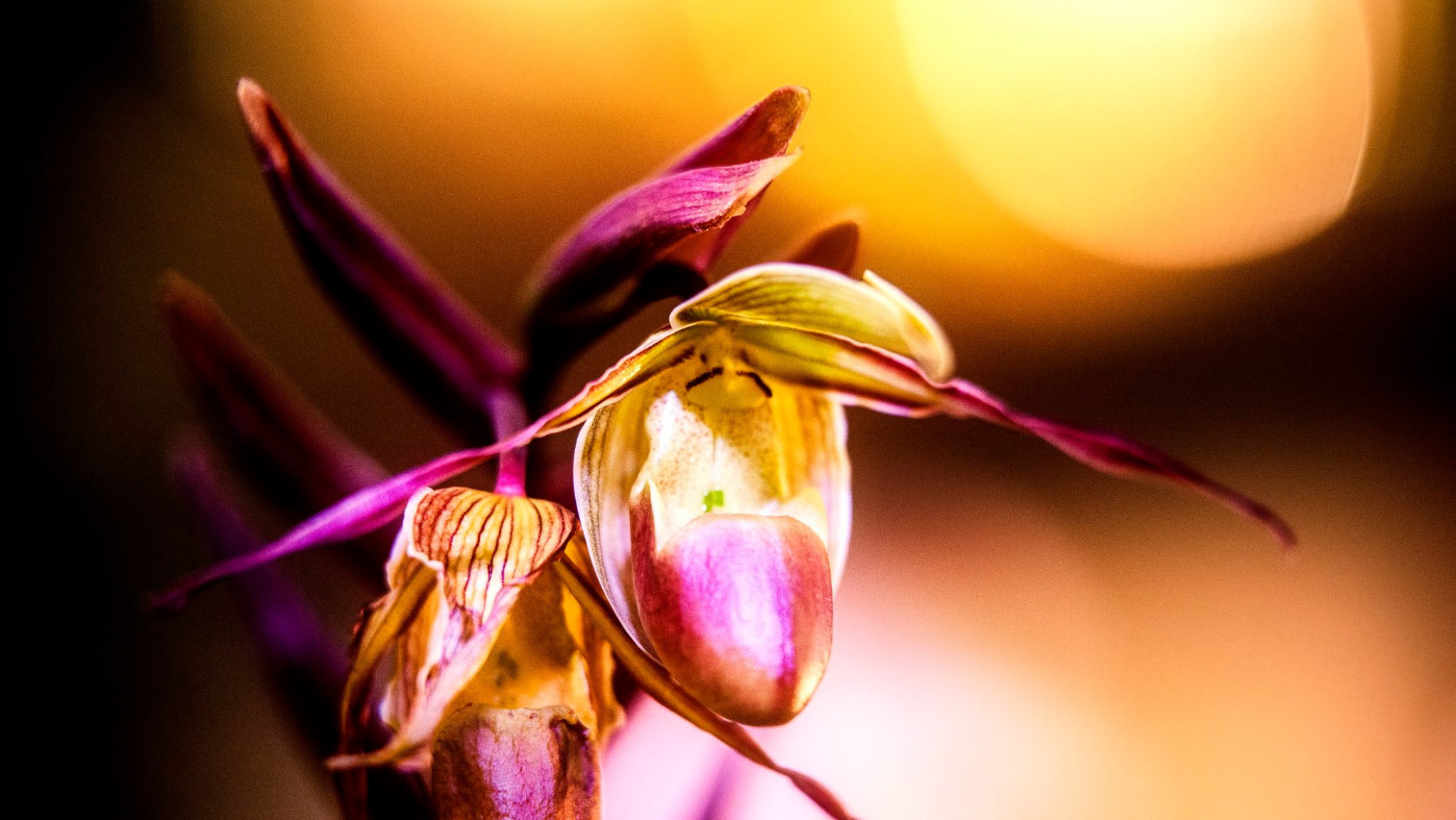 23.Orchids.Drezden. Путешествия в формате 360......