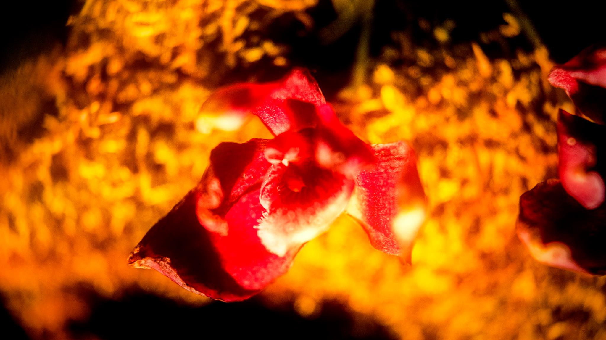 23.Orchids.Drezden. Путешествия в формате 360......