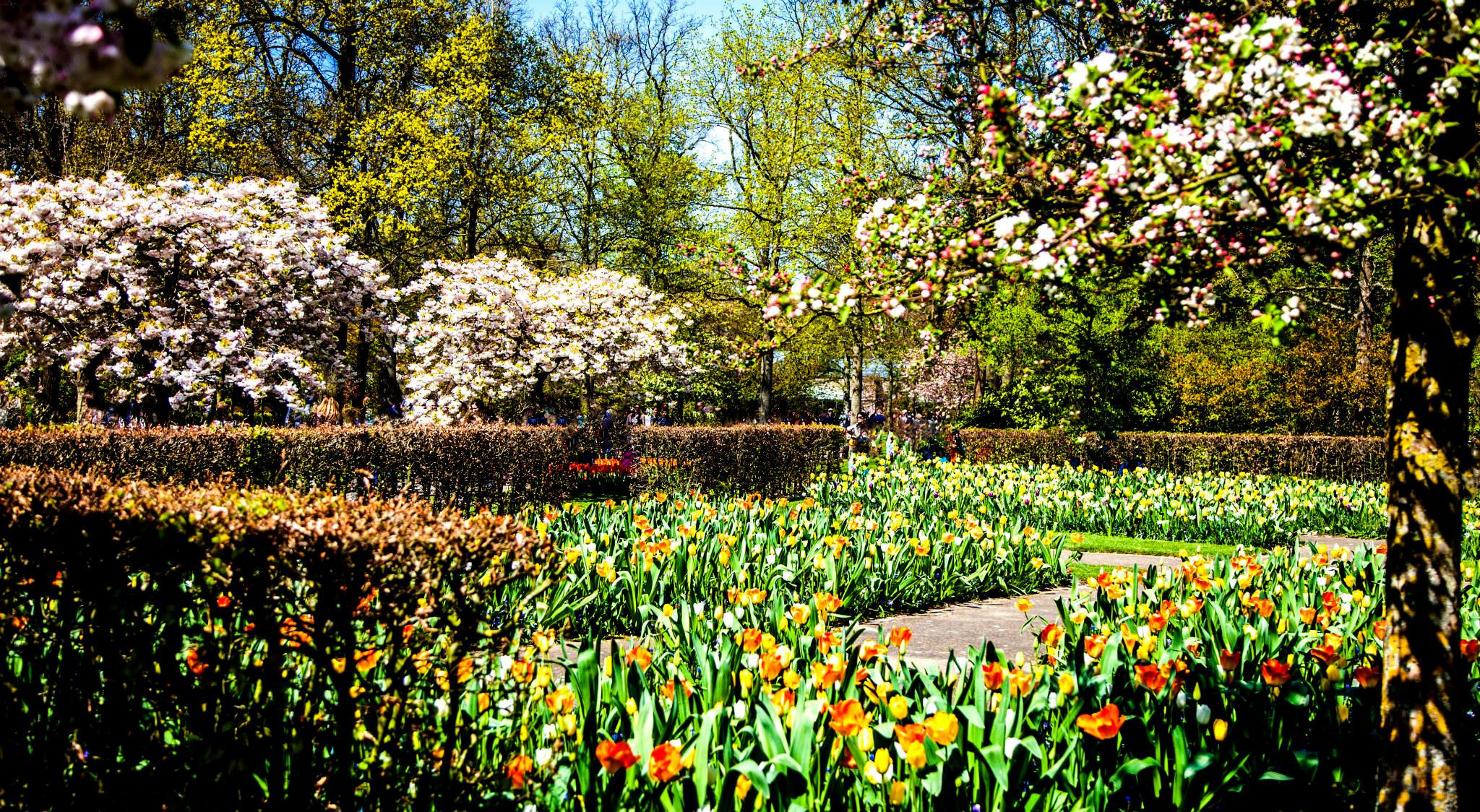 12.Keukenhof — 8 000 000…. Путешествия в формате 360......