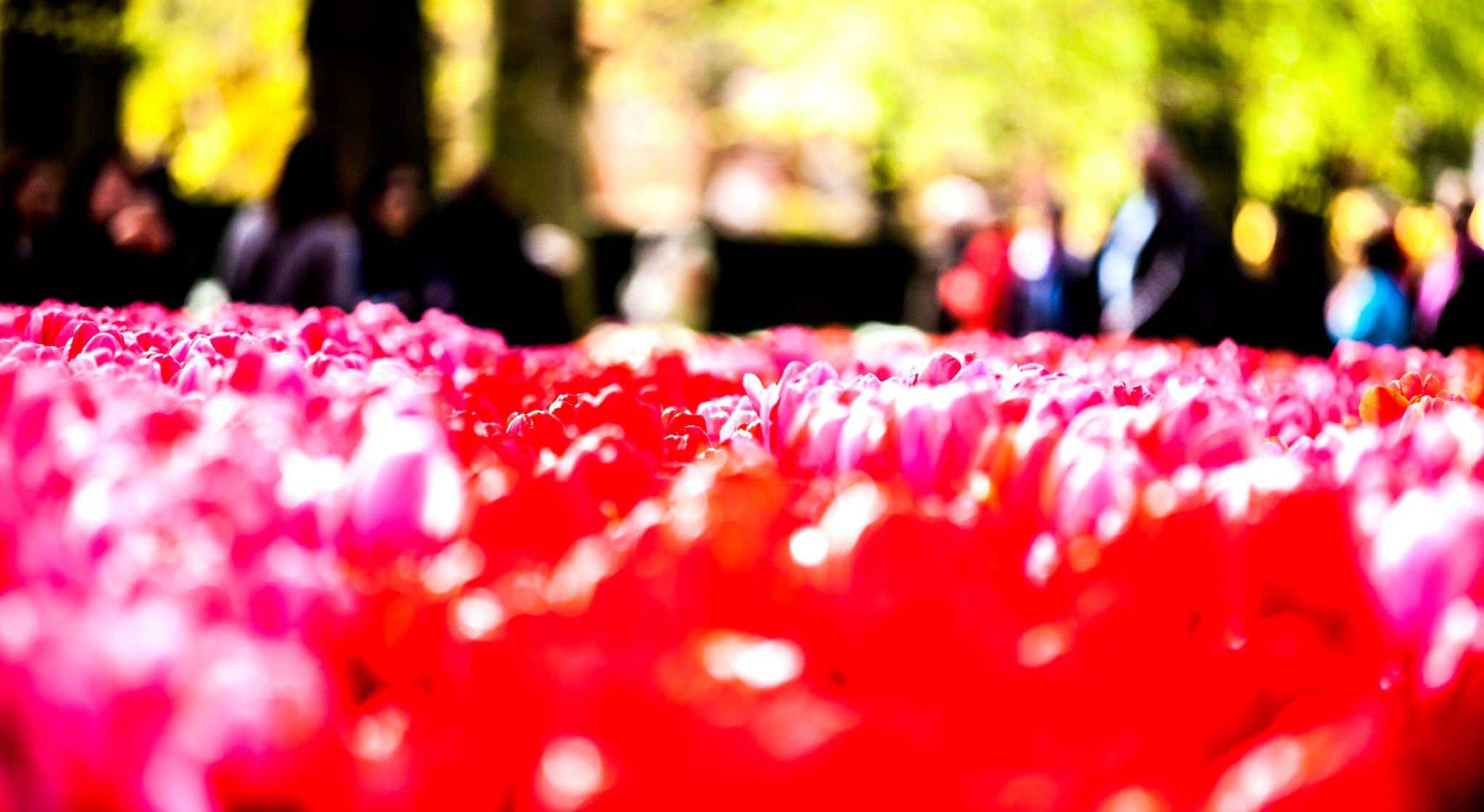 12.Keukenhof — 8 000 000…. Путешествия в формате 360......