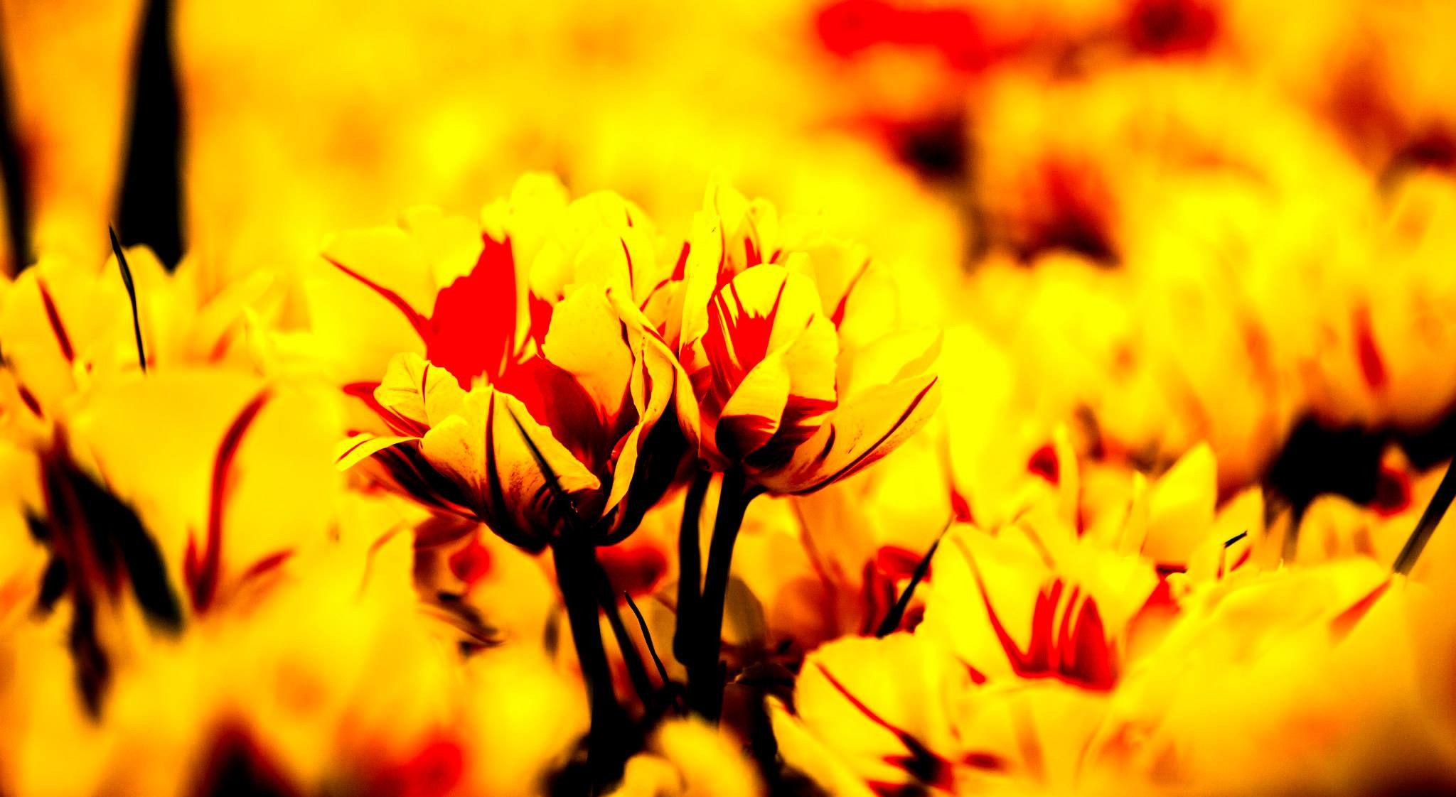 12.Keukenhof — 8 000 000…. Путешествия в формате 360......