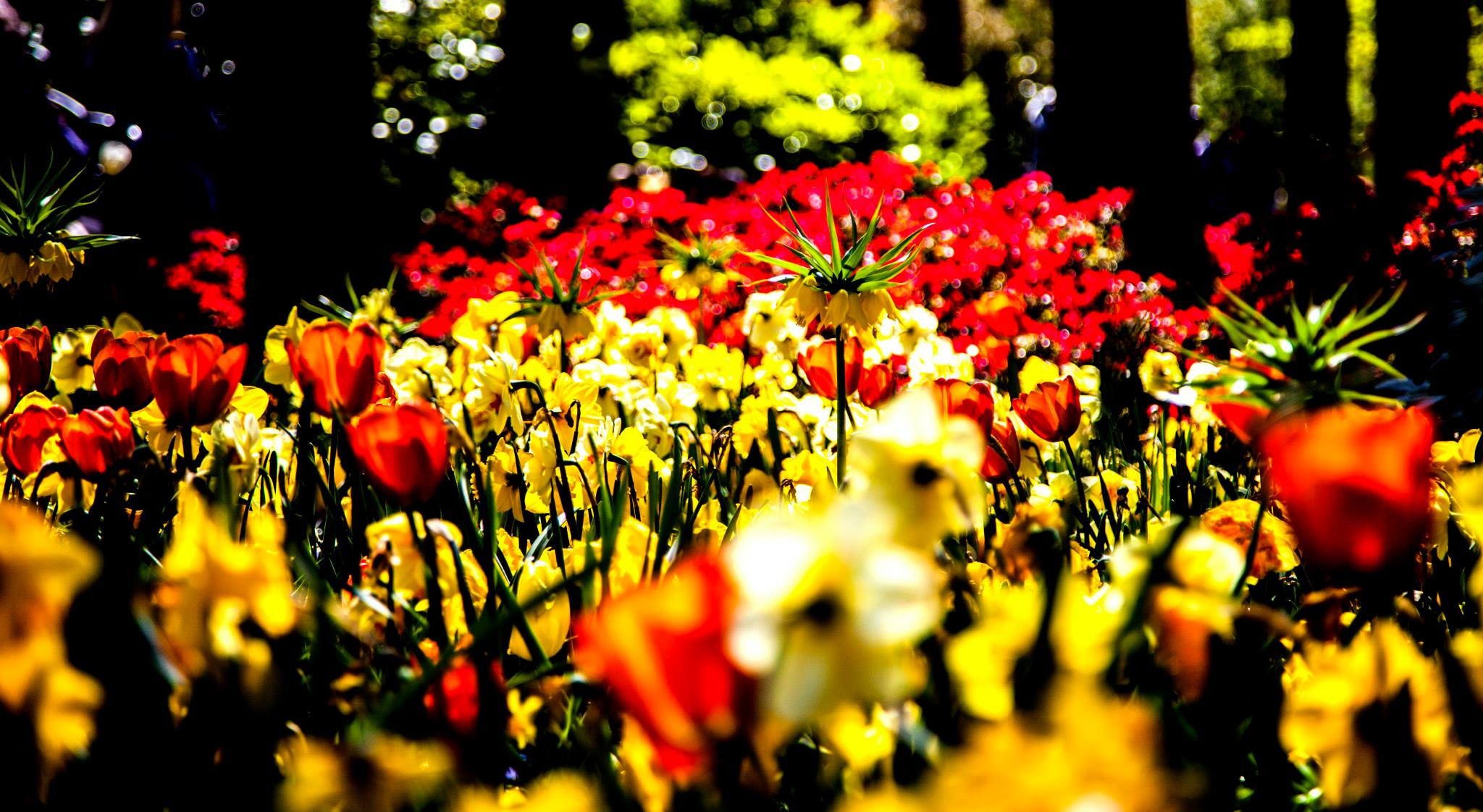 12.Keukenhof — 8 000 000…. Путешествия в формате 360......