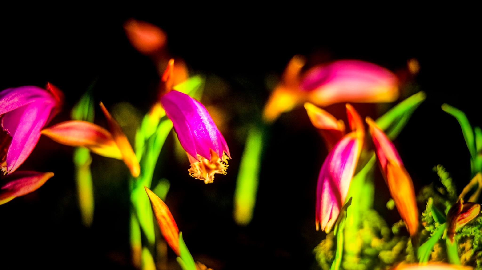 23.Orchids.Drezden. Путешествия в формате 360......