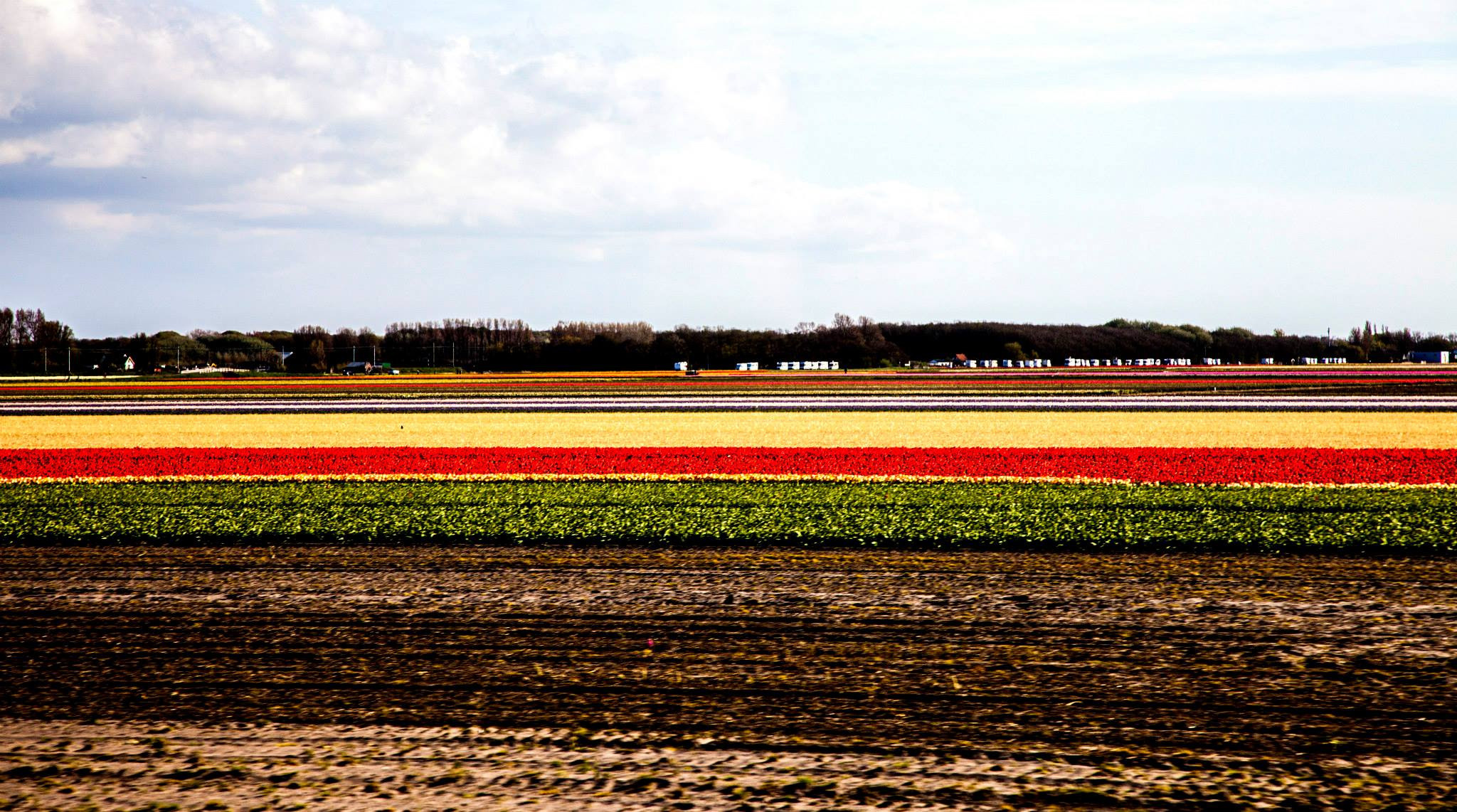 12.Keukenhof — 8 000 000…. Путешествия в формате 360......