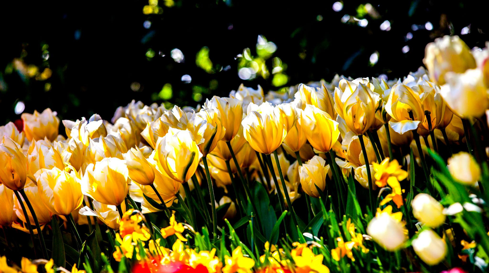 12.Keukenhof — 8 000 000…. Путешествия в формате 360......