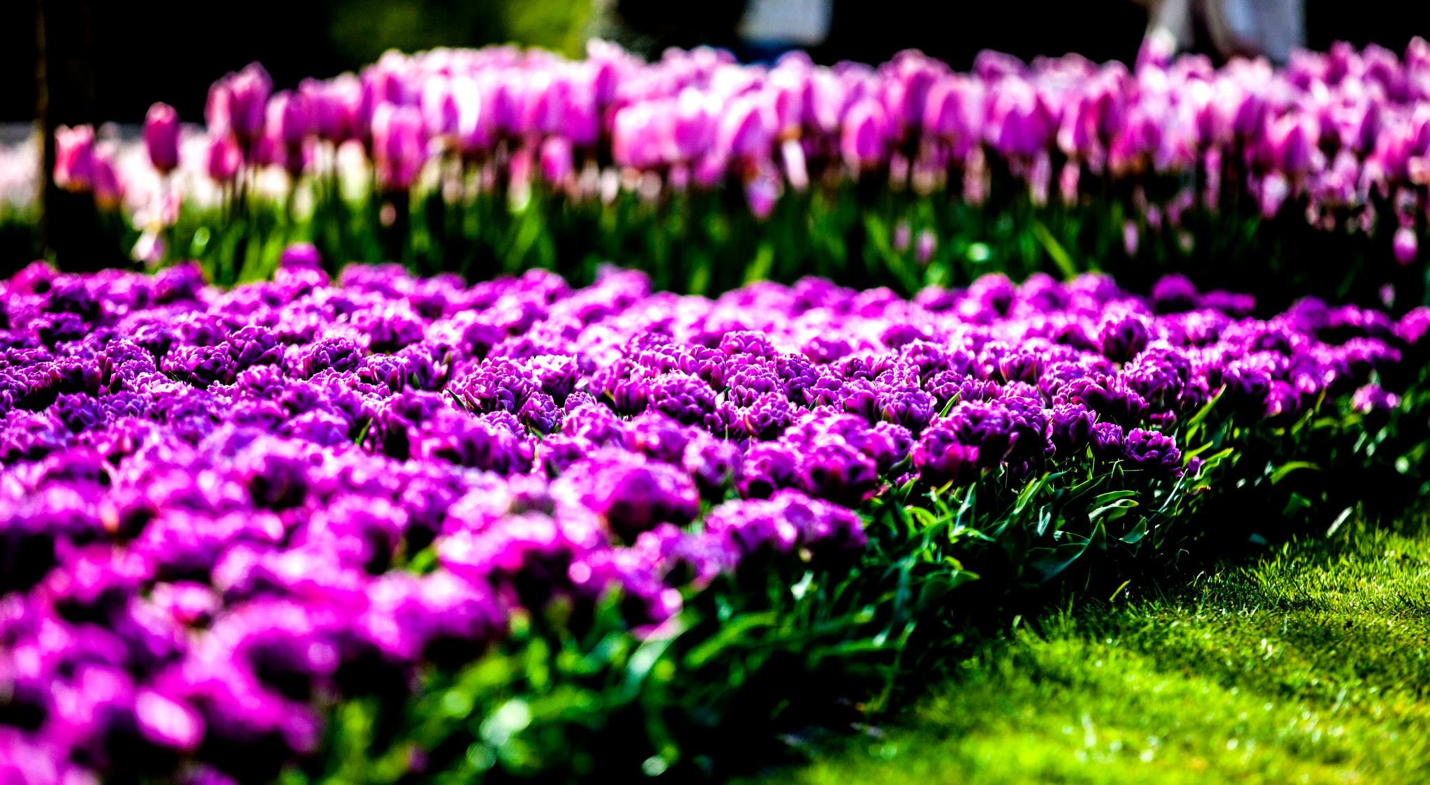 12.Keukenhof — 8 000 000…. Путешествия в формате 360......