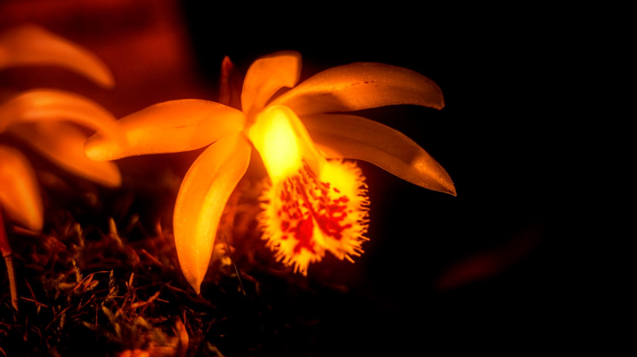 23.Orchids.Drezden. Путешествия в формате 360......