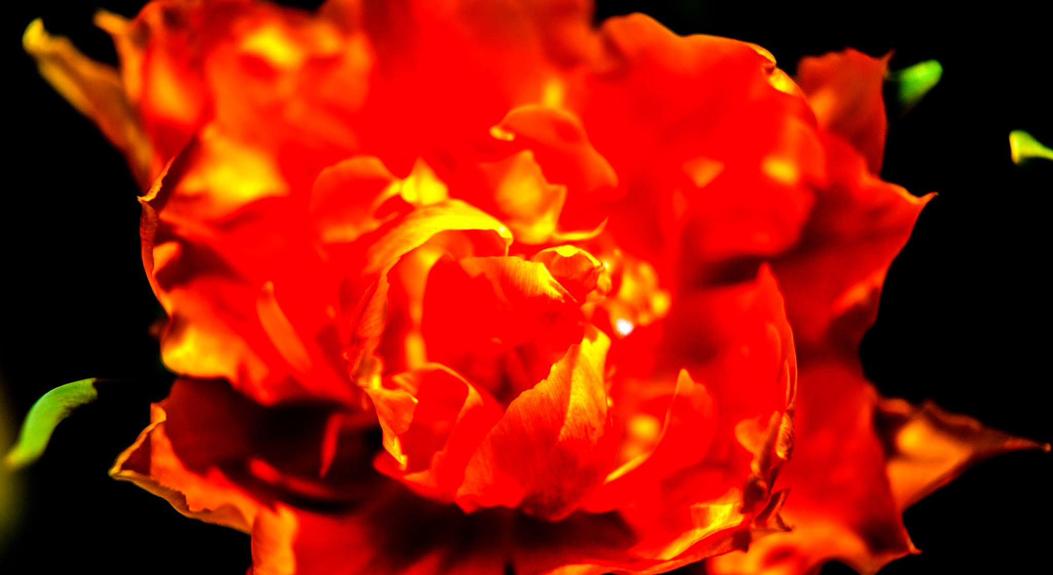 12.Keukenhof — 8 000 000…. Путешествия в формате 360......