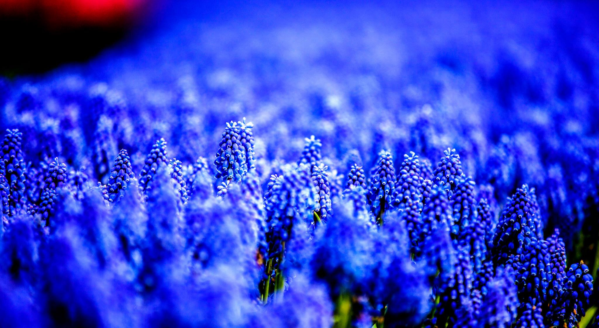 12.Keukenhof — 8 000 000…. Путешествия в формате 360......
