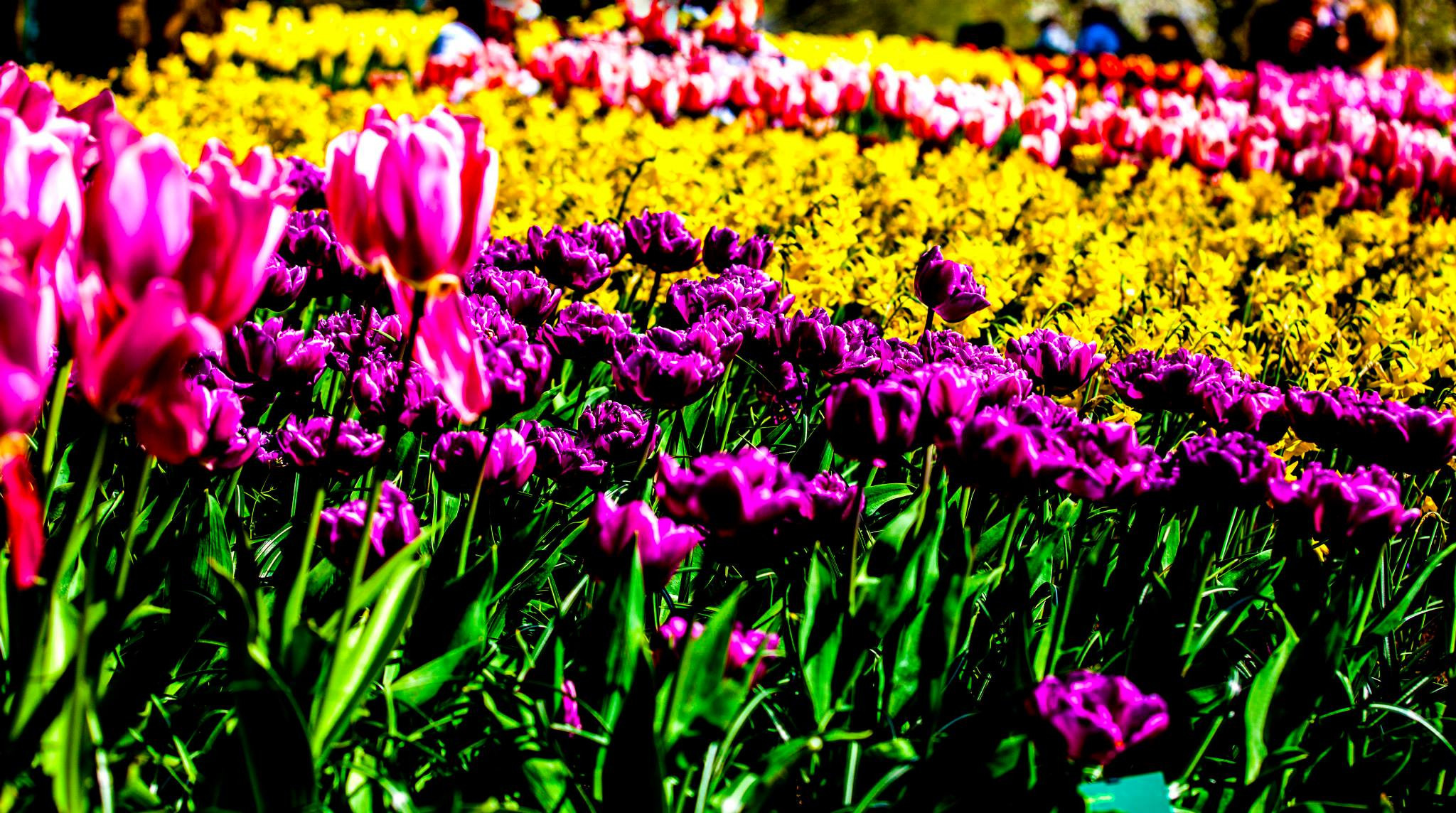 12.Keukenhof — 8 000 000…. Путешествия в формате 360......