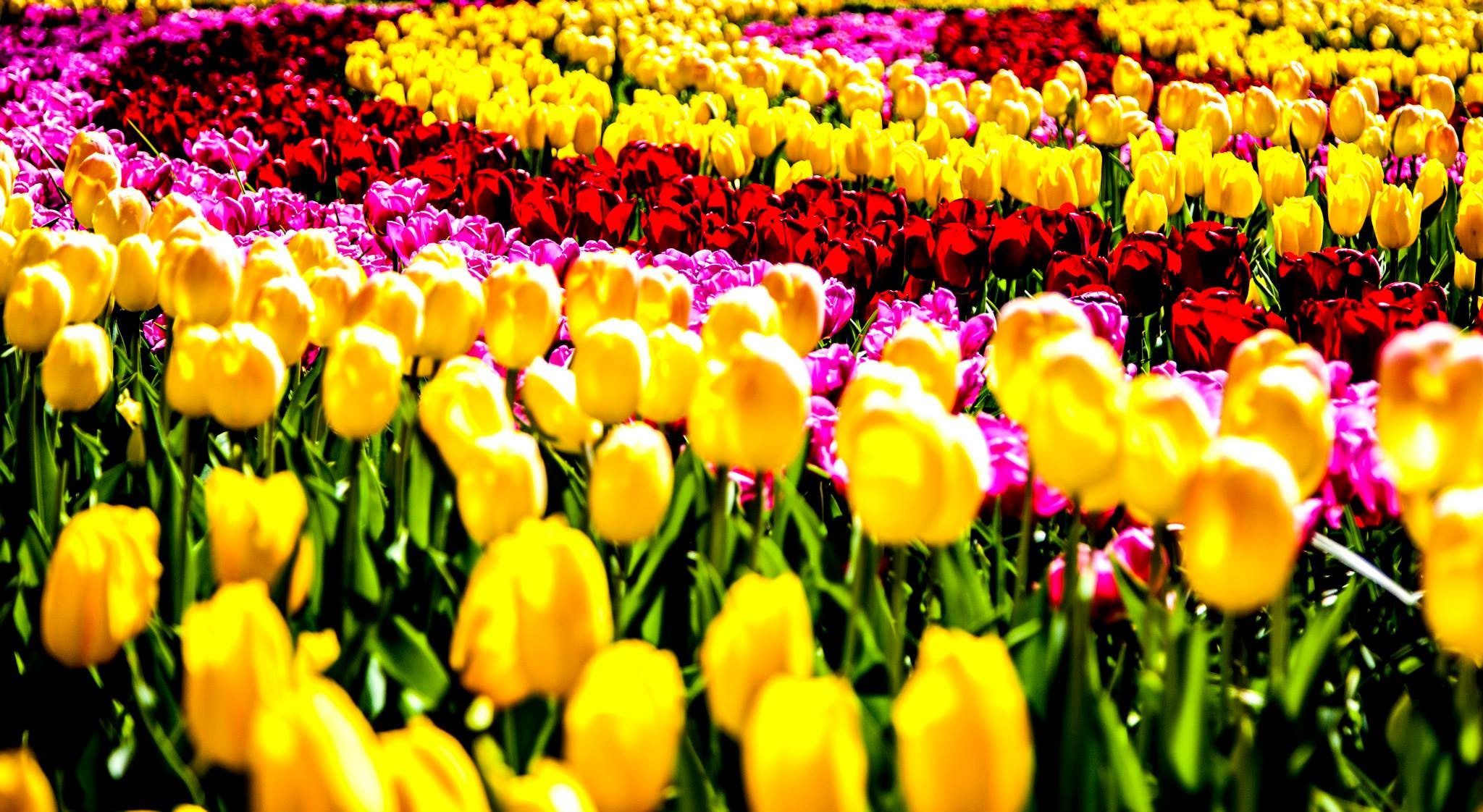 12.Keukenhof — 8 000 000…. Путешествия в формате 360......