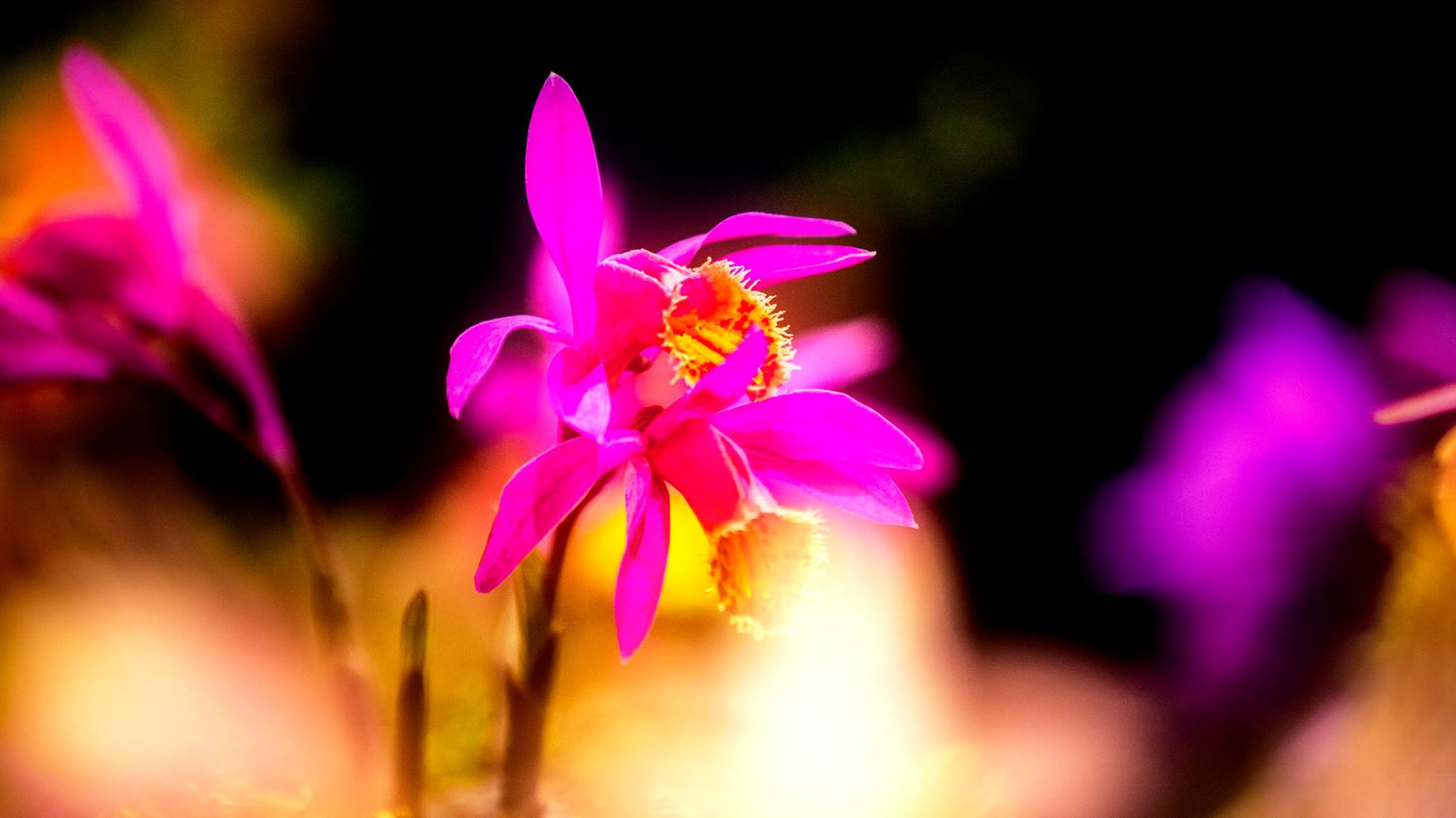 23.Orchids.Drezden. Путешествия в формате 360......