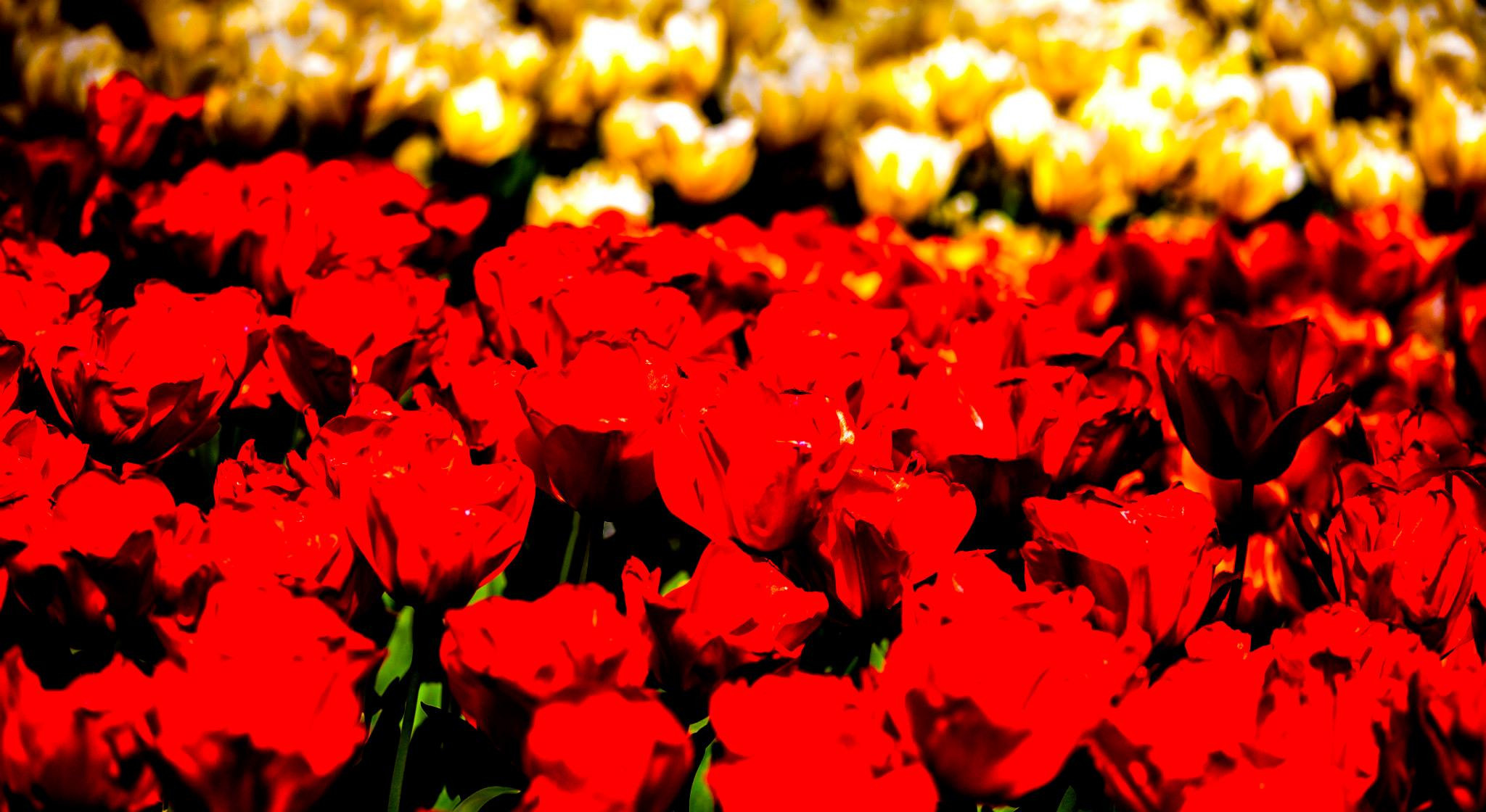 12.Keukenhof — 8 000 000…. Путешествия в формате 360......