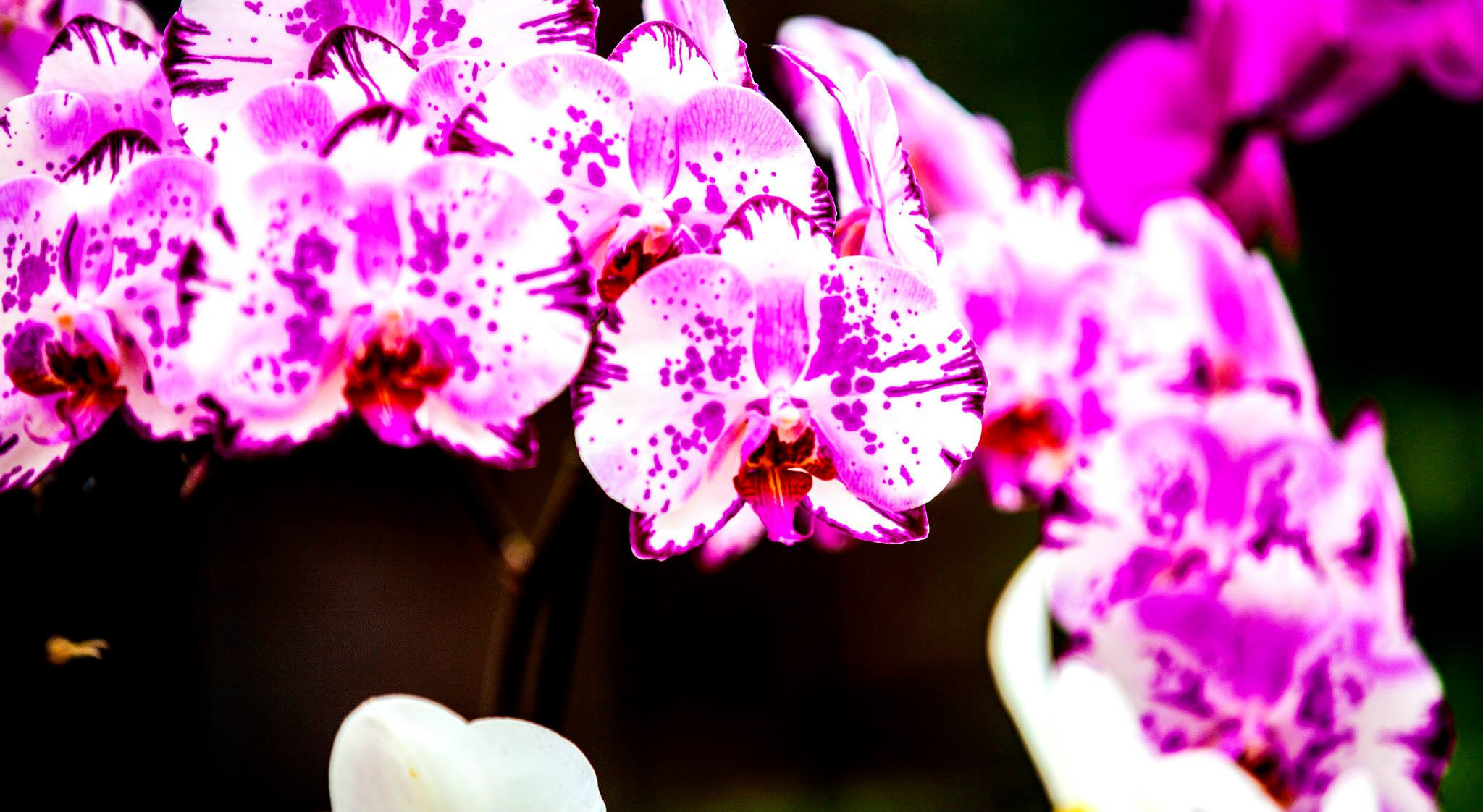 12.Keukenhof — 8 000 000…. Путешествия в формате 360......