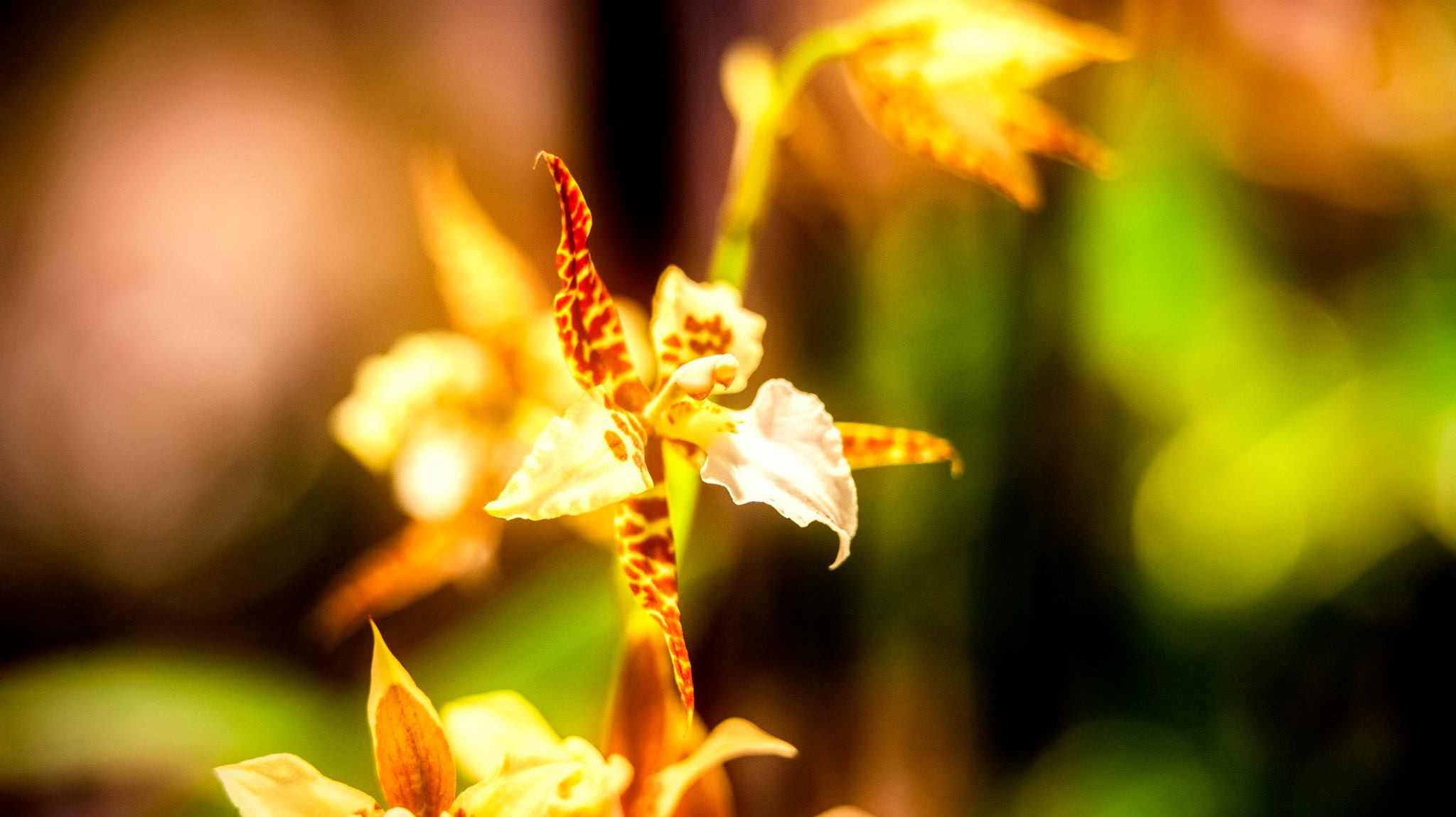 23.Orchids.Drezden. Путешествия в формате 360......