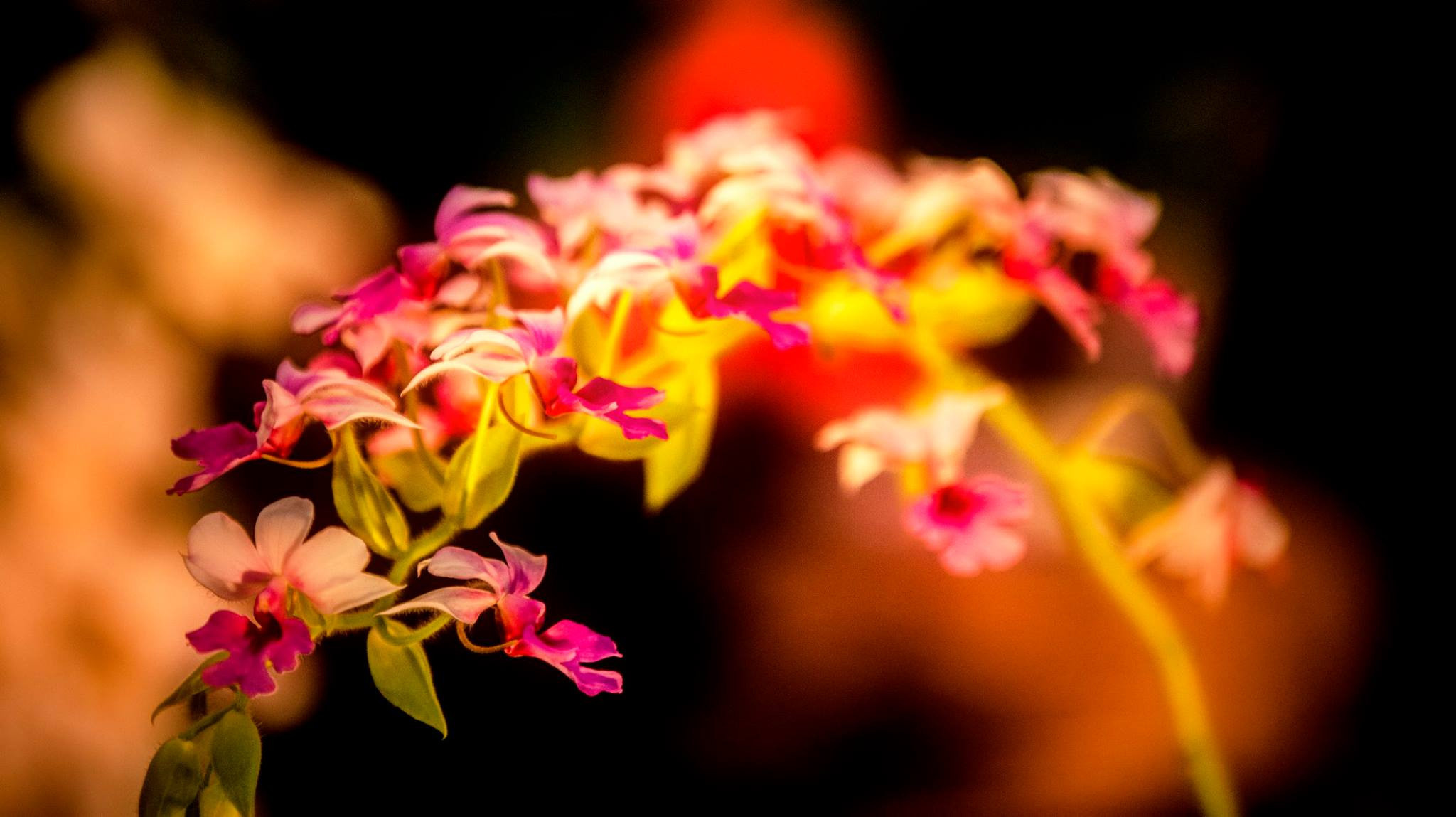 23.Orchids.Drezden. Путешествия в формате 360......