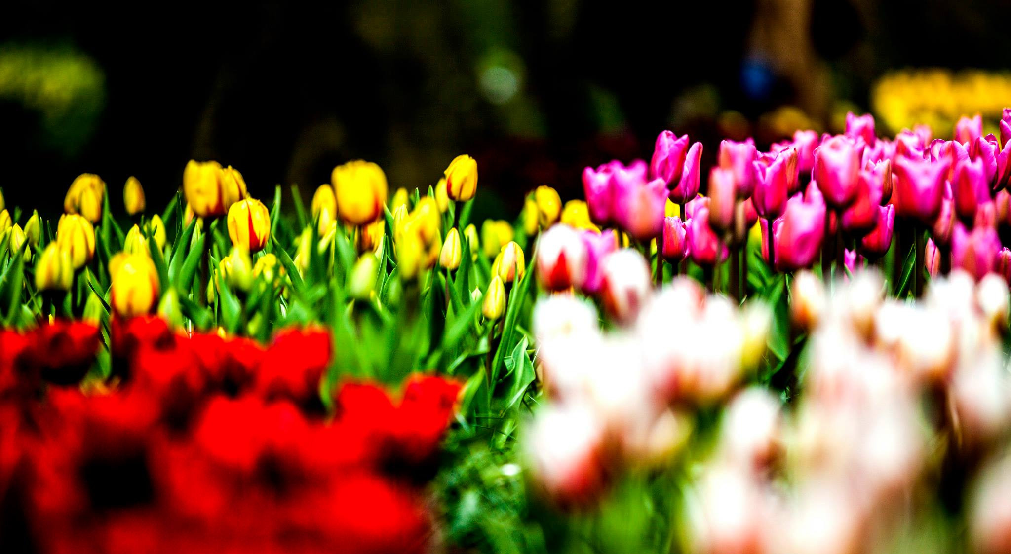 12.Keukenhof — 8 000 000…. Путешествия в формате 360......