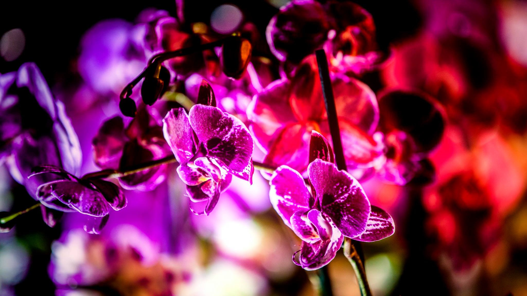 23.Orchids.Drezden. Путешествия в формате 360......