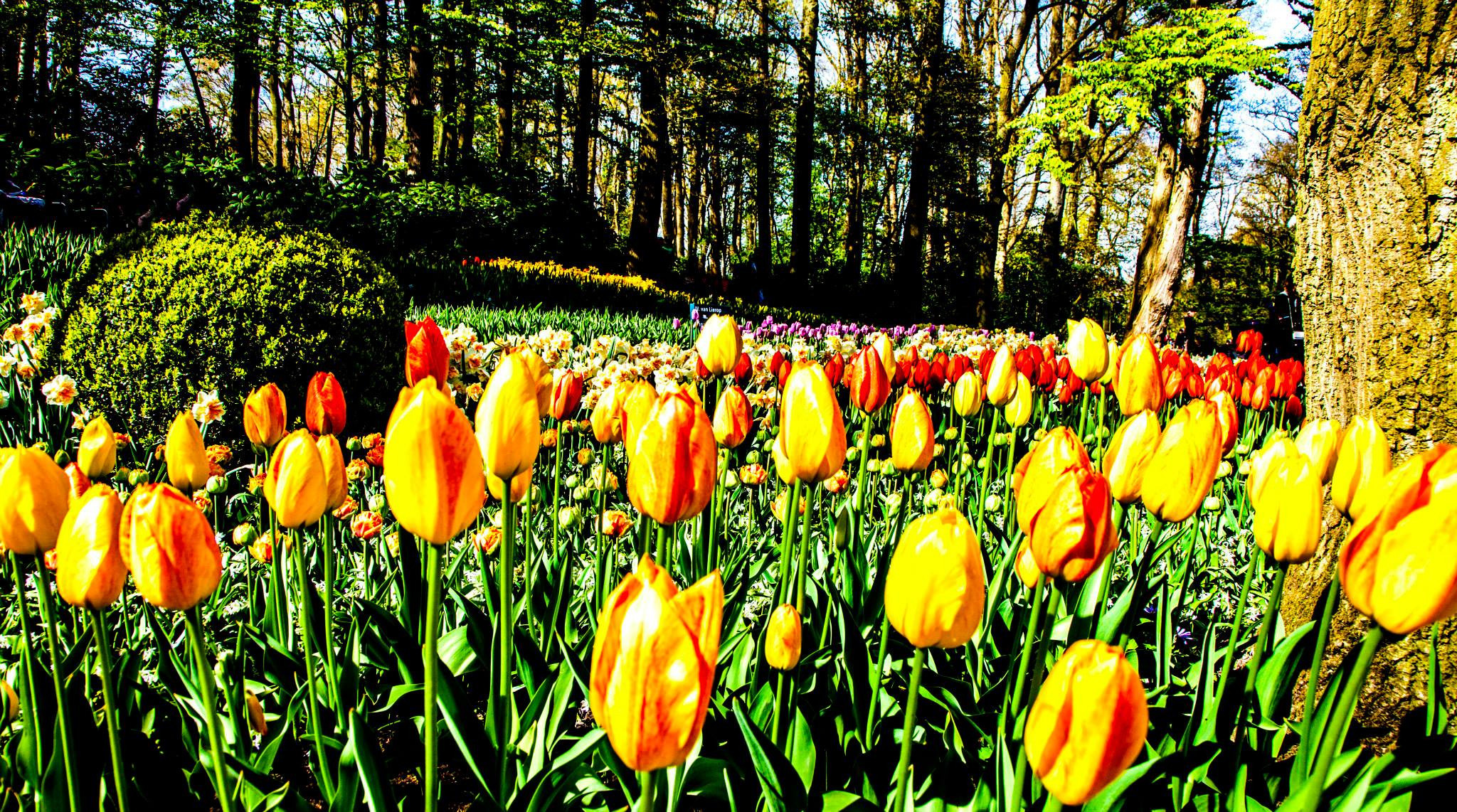 12.Keukenhof — 8 000 000…. Путешествия в формате 360......