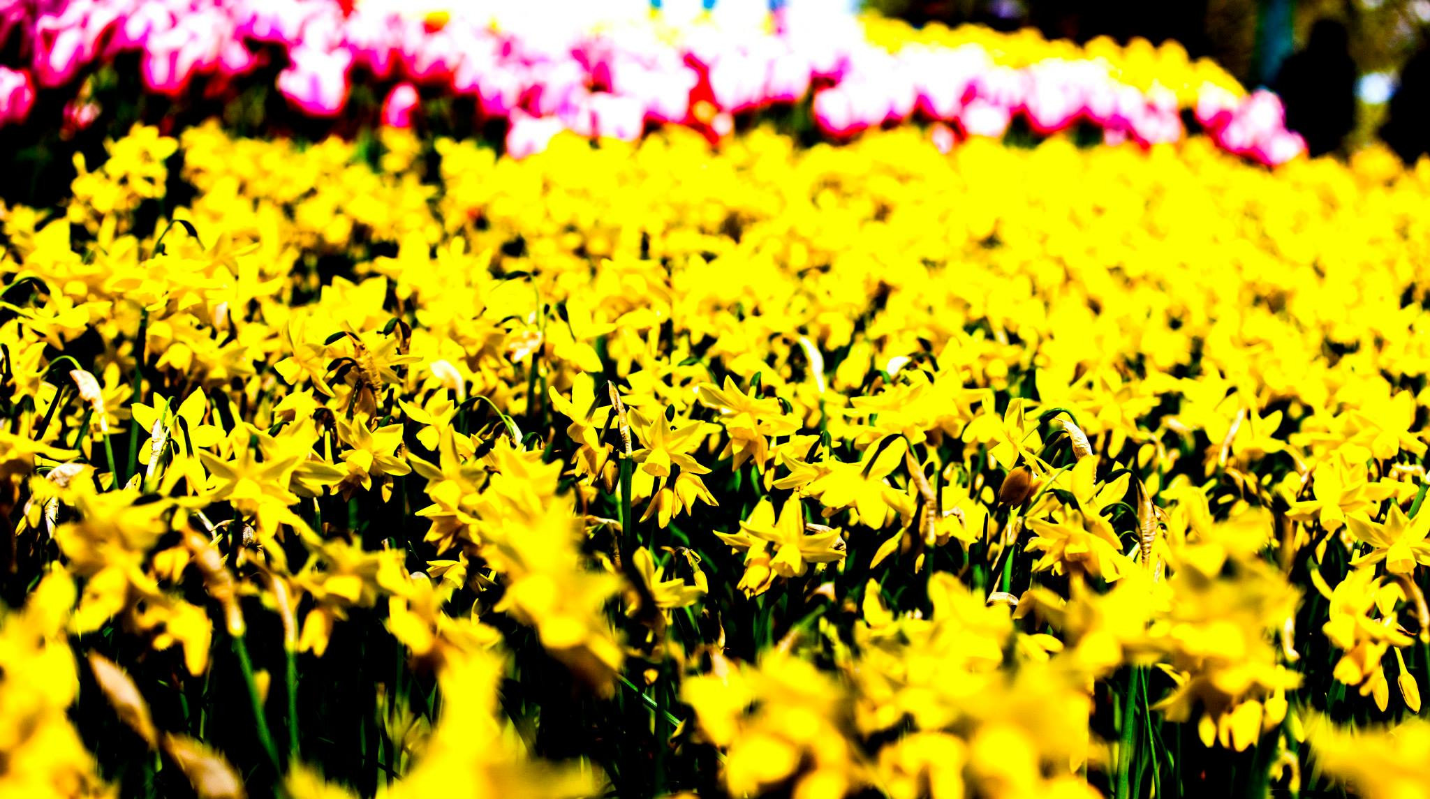 12.Keukenhof — 8 000 000…. Путешествия в формате 360......