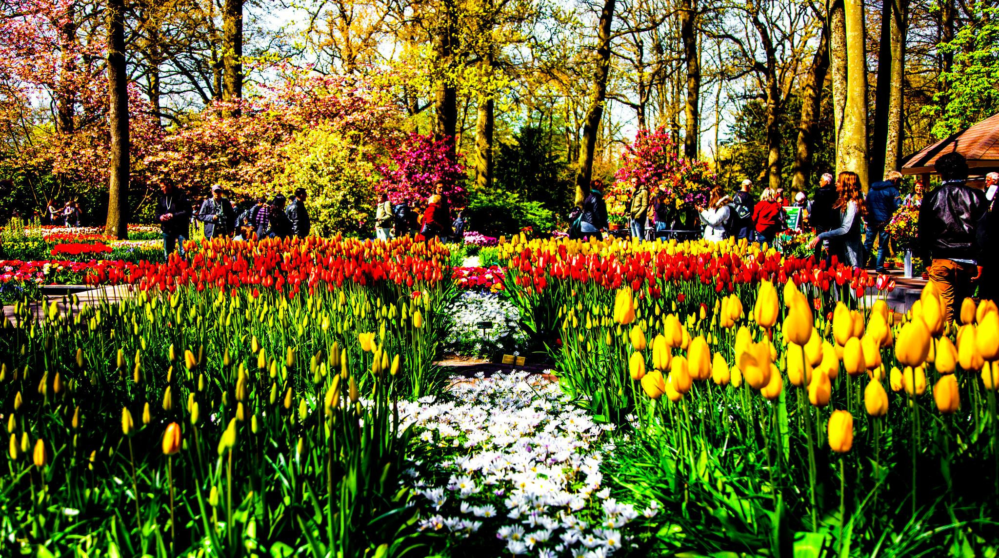 12.Keukenhof — 8 000 000…. Путешествия в формате 360......