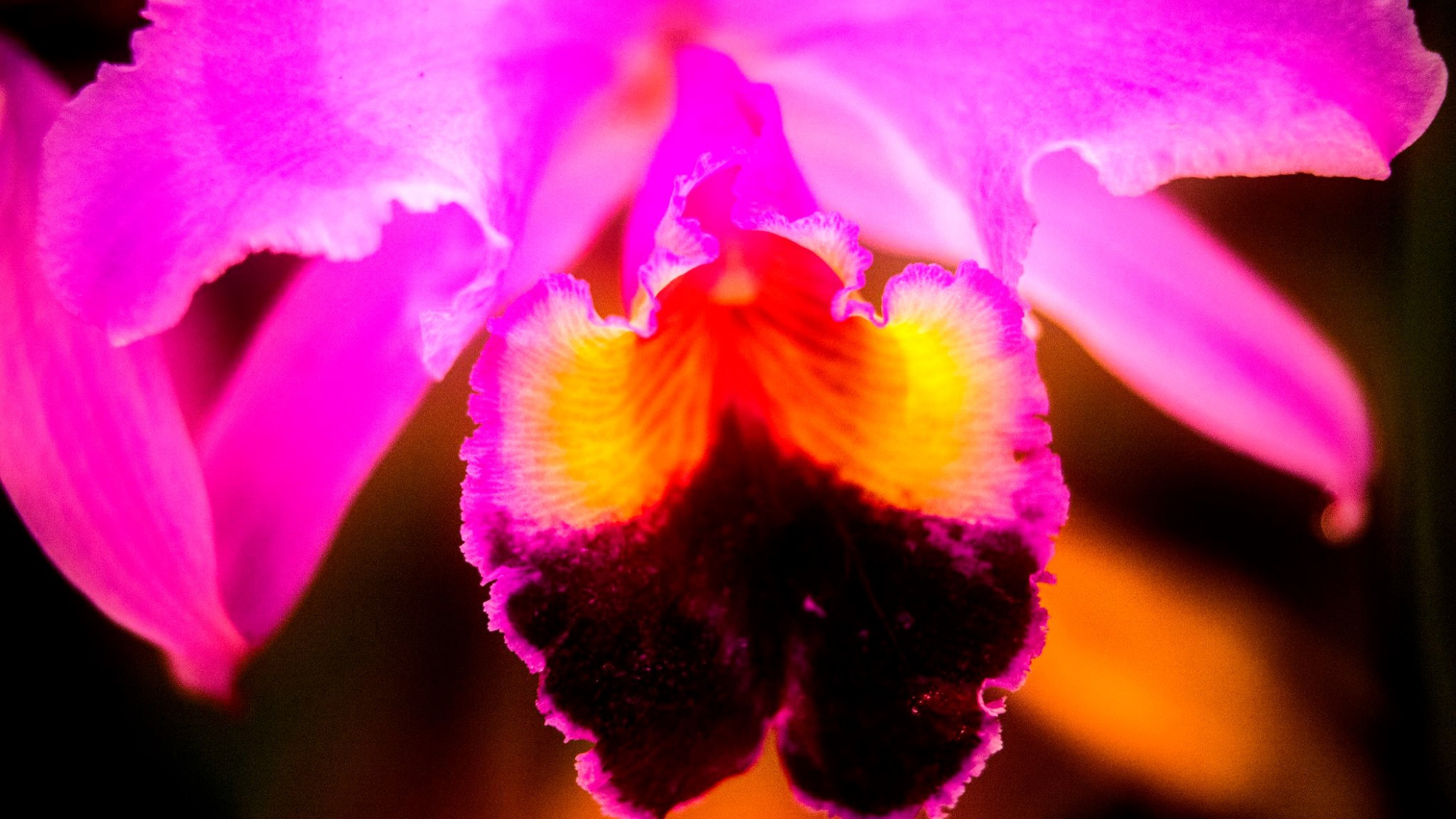 23.Orchids.Drezden. Путешествия в формате 360......