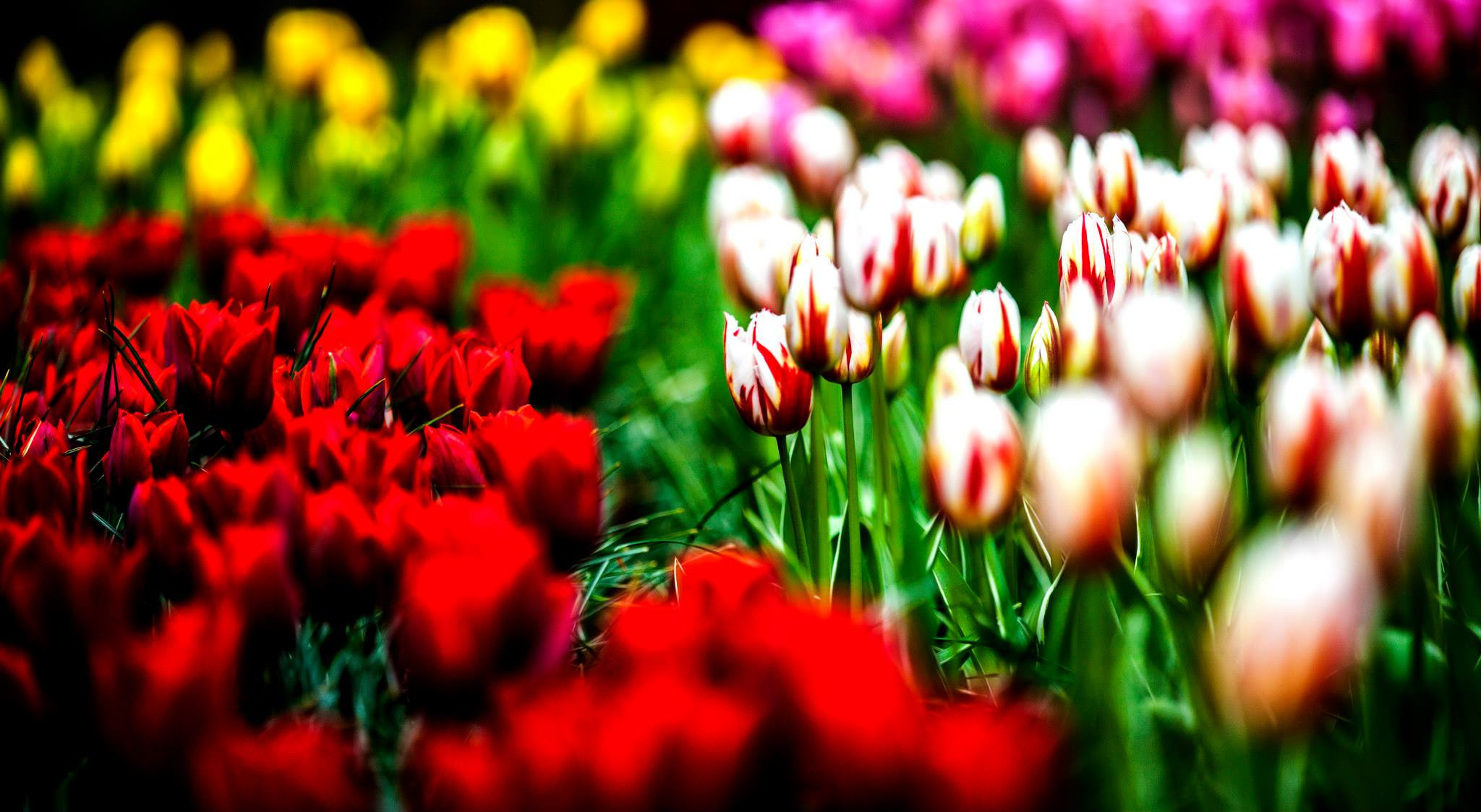 12.Keukenhof — 8 000 000…. Путешествия в формате 360......