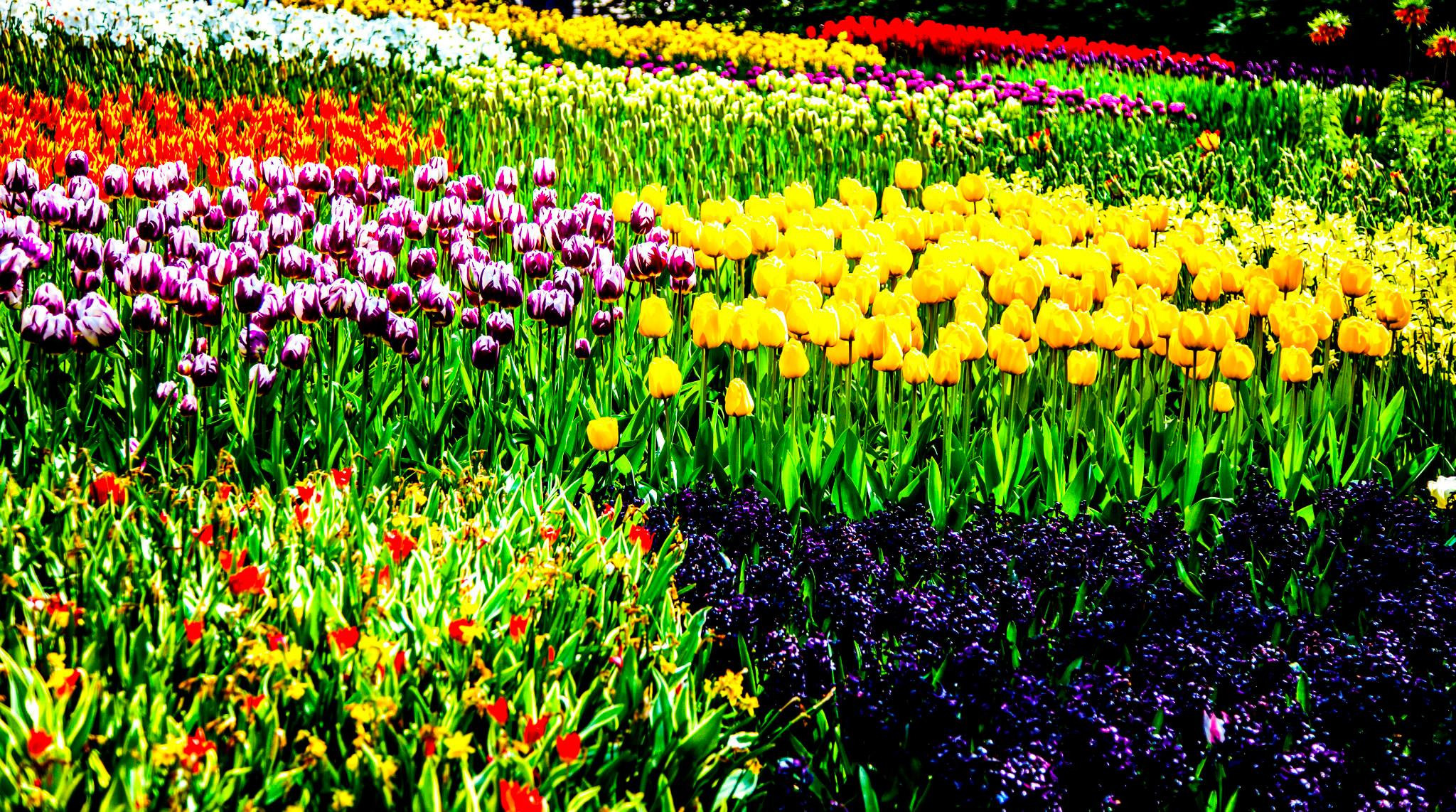 12.Keukenhof — 8 000 000…. Путешествия в формате 360......