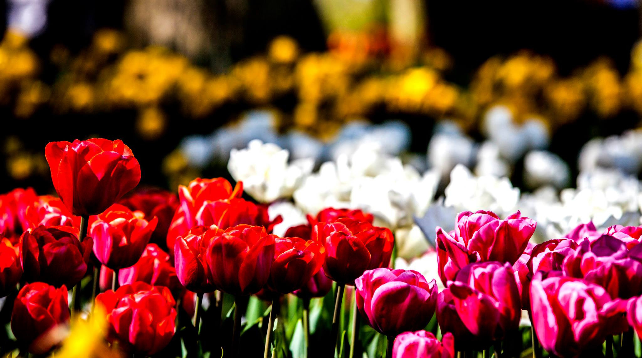 12.Keukenhof — 8 000 000…. Путешествия в формате 360......